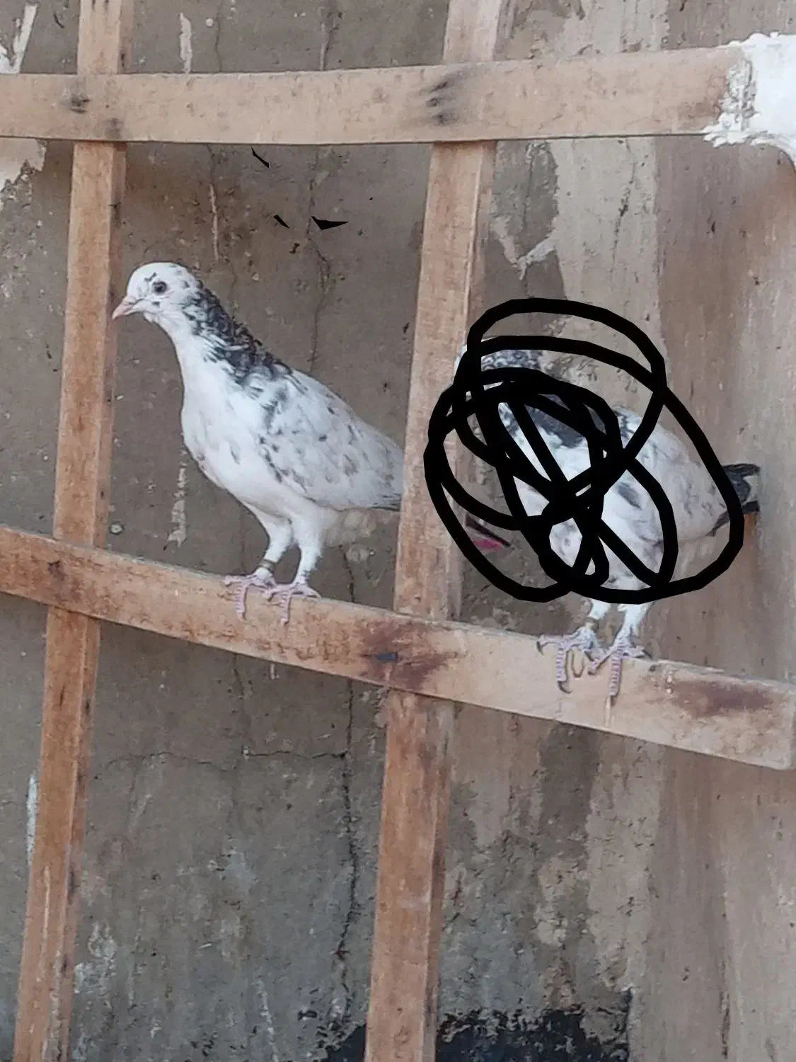 کفترگمشده|پرنده|قم, حاج زینل|دیوار