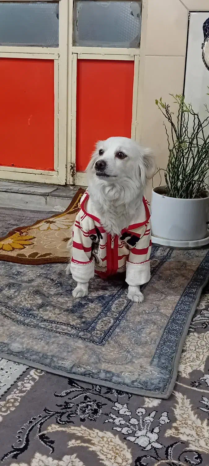 چیکو باهوش|سگ|دورود, |دیوار