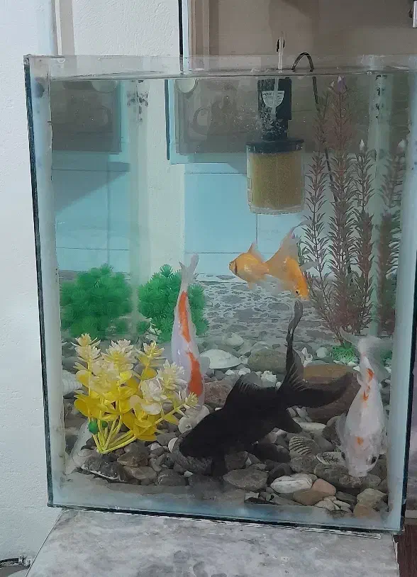 آکواریوم و ماهی|ماهی|ایلام, |دیوار