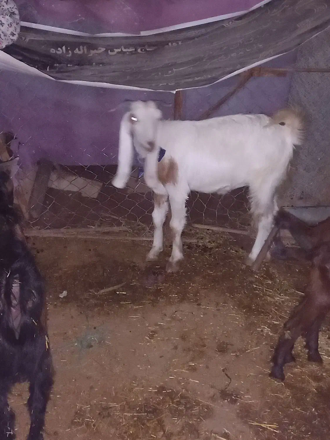 فروشی|حیوانات مزرعه|مسجد سلیمان, |دیوار