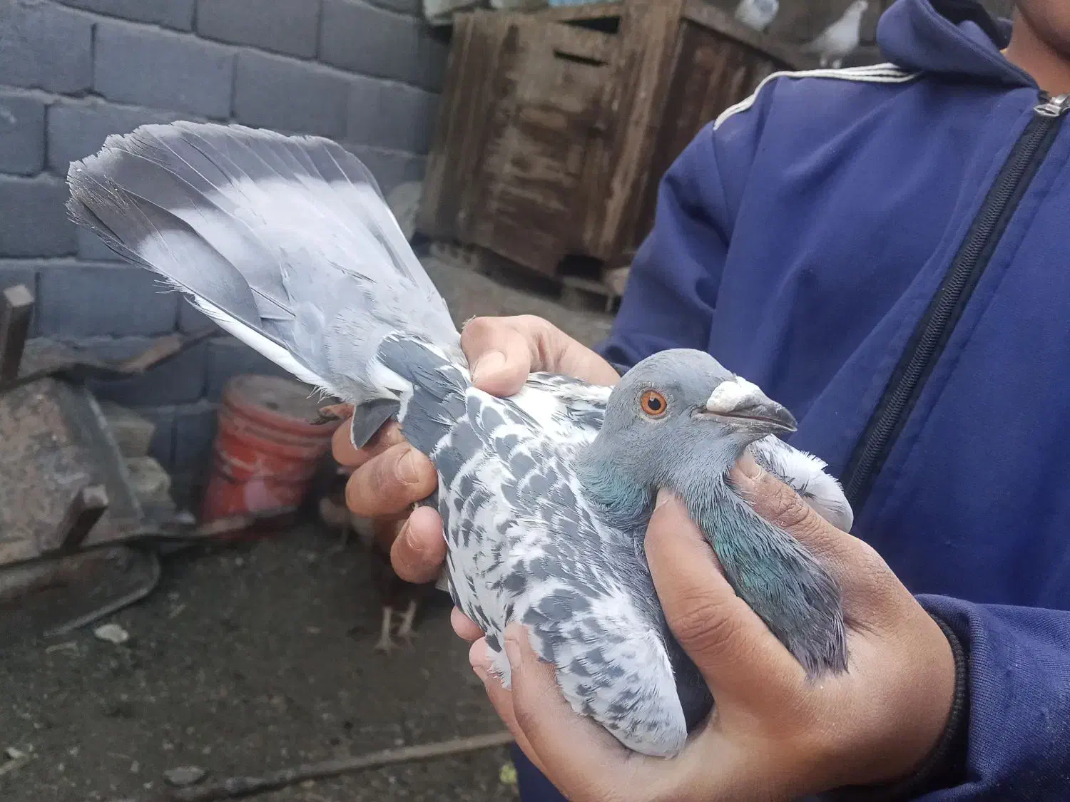 کبوتر|پرنده|نرماشیر, |دیوار