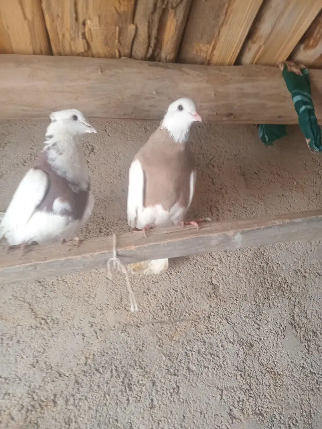 کبوتر|پرنده|معمولان, |دیوار