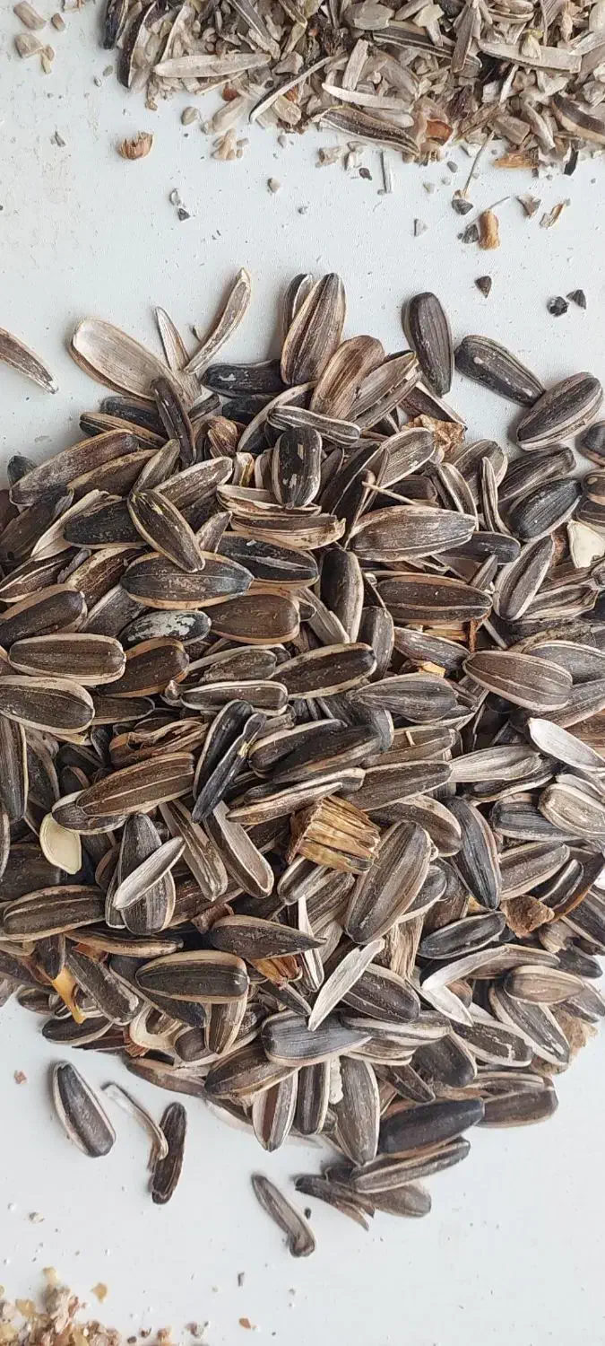 کنجاله تخمه آفتابگردان و پوست بادام زمینی|حیوانات مزرعه|فامنین, |دیوار