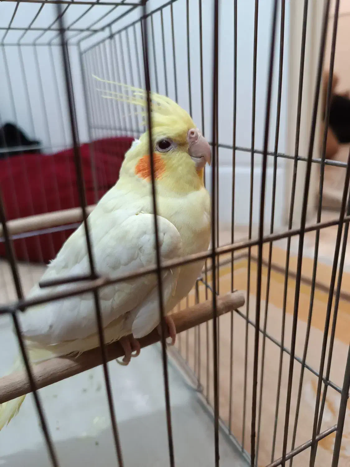 عروس هلندی نر لوتیتو ۷ماهه|پرنده|قم, شاه ابراهیم|دیوار