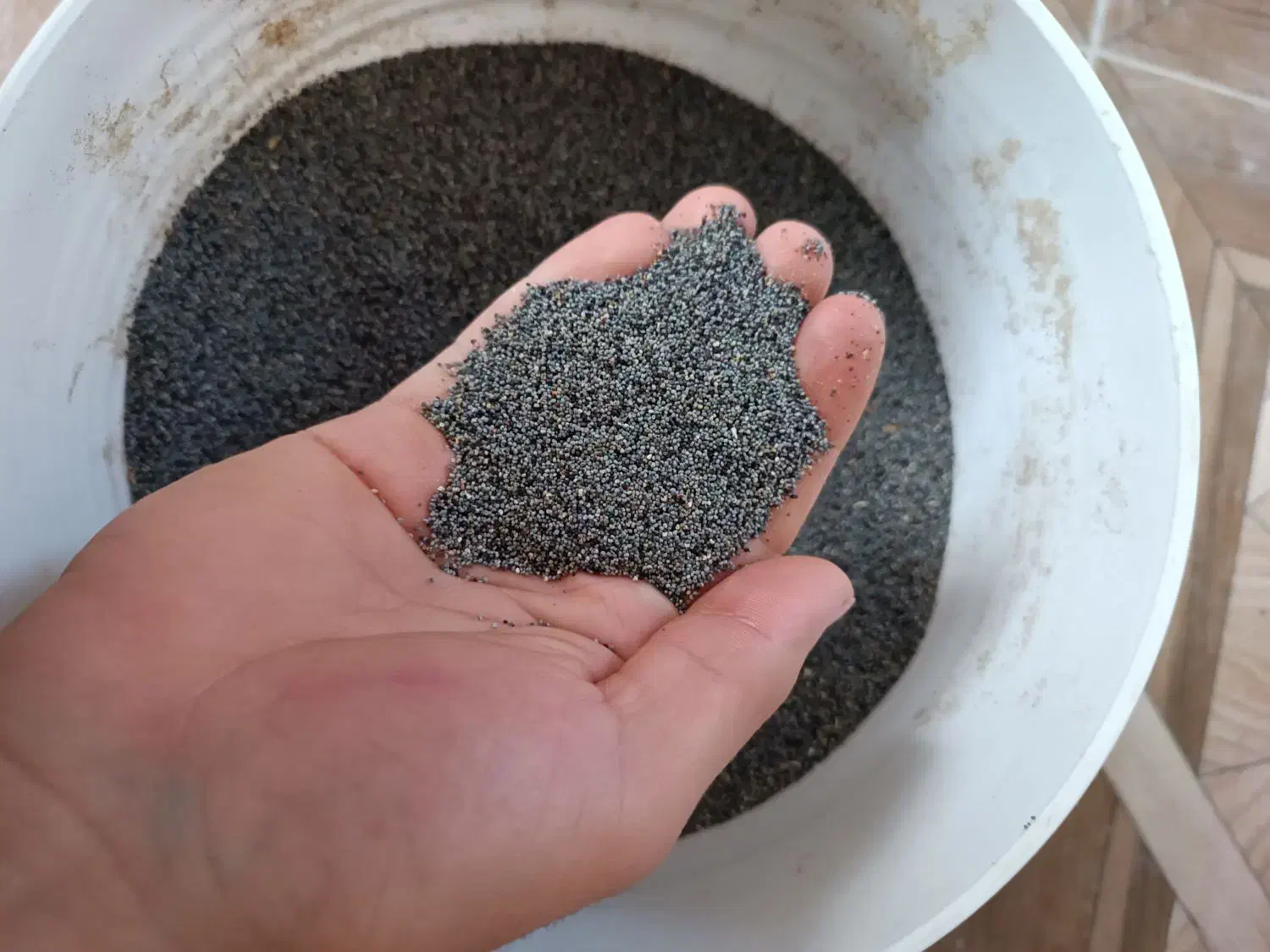 بذر کشاورزی|حراج|نورآباد, |دیوار