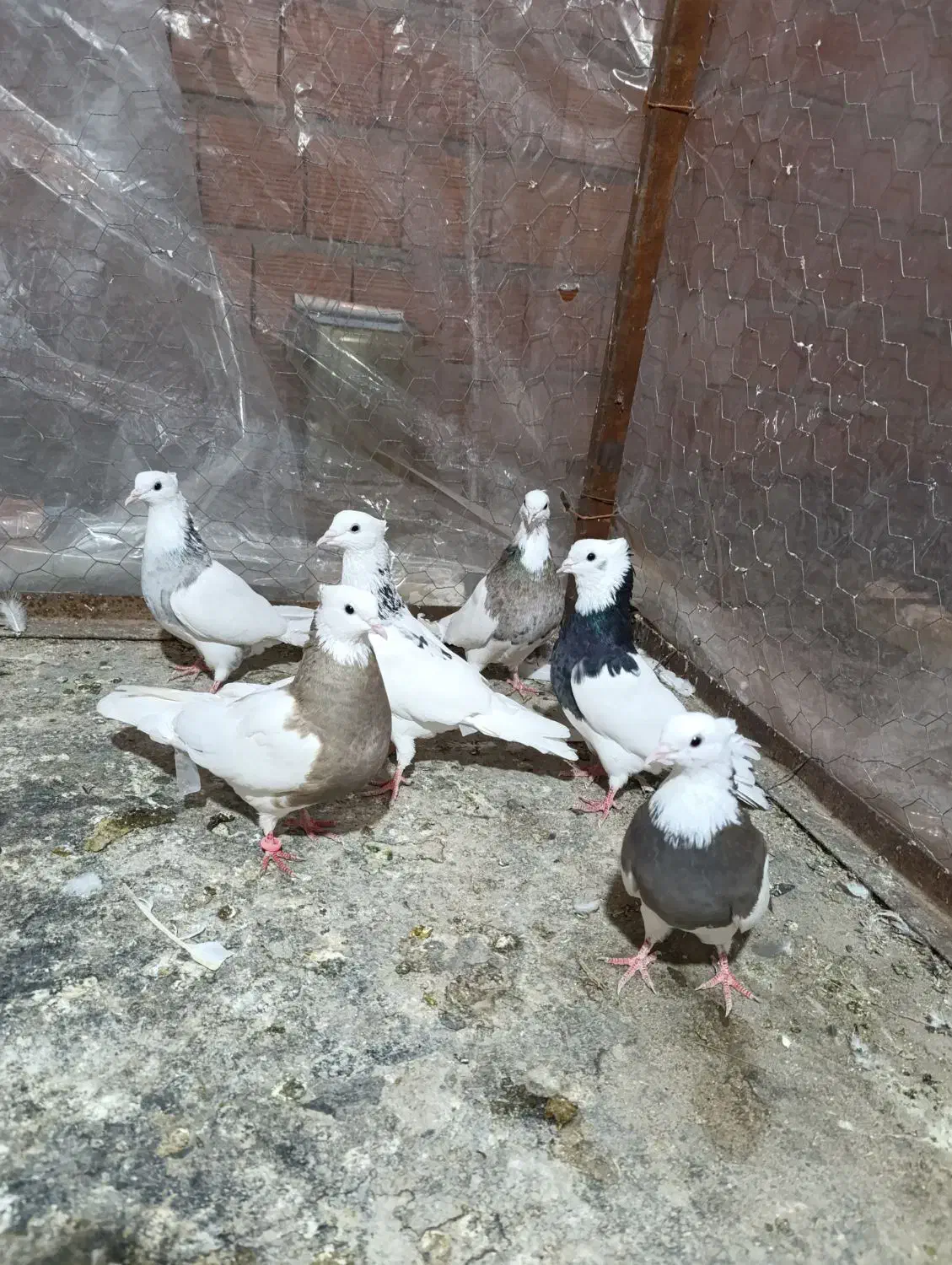 کبوتر طوقی|پرنده|مینودشت, |دیوار