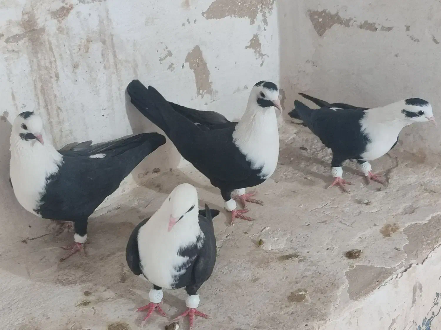 کربلایی مخمل سیاه|پرنده|علامرودشت, |دیوار