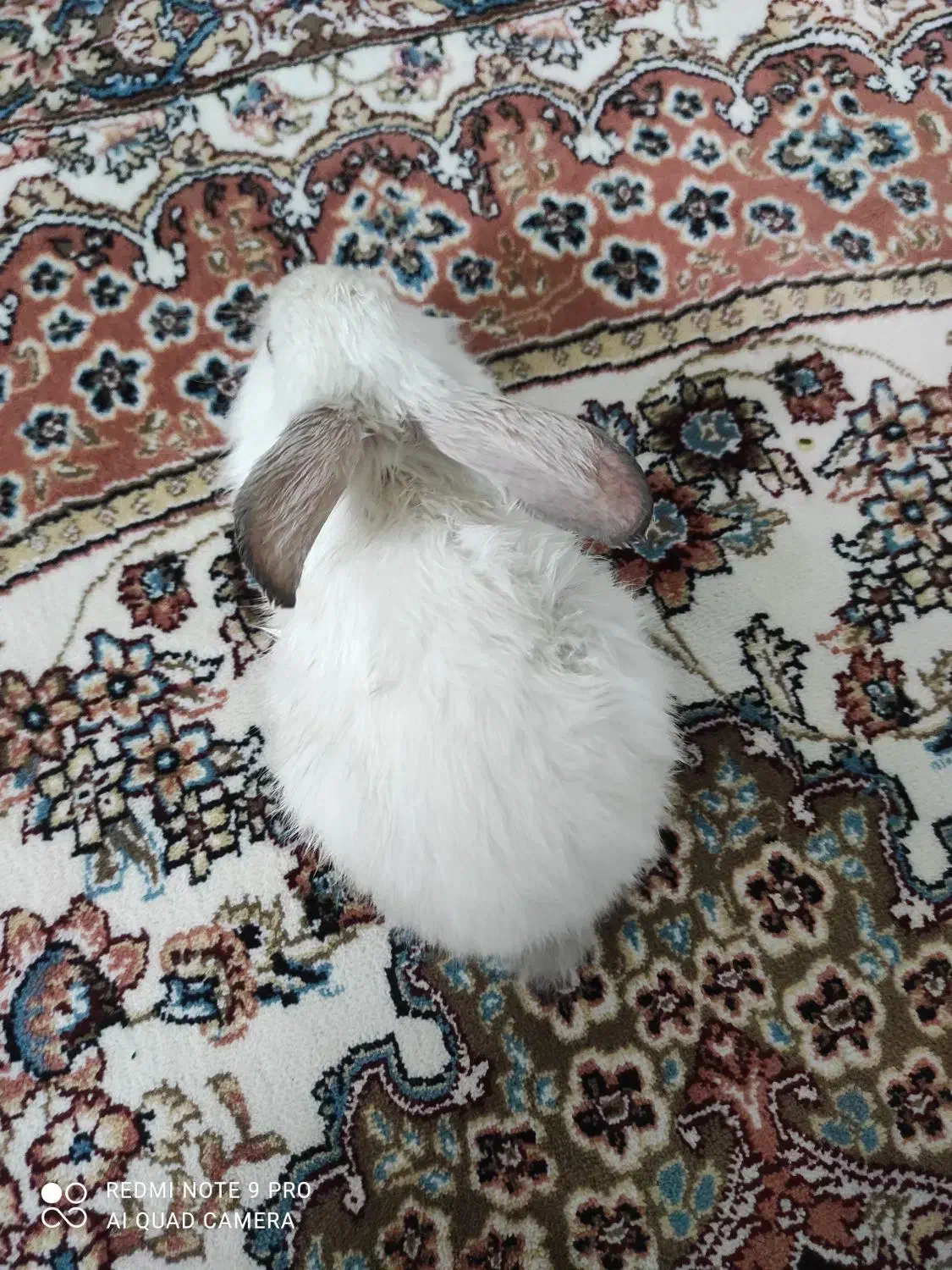 خرگوش لوپ350|موش و خرگوش|نیشابور, شهرک بسیج|دیوار