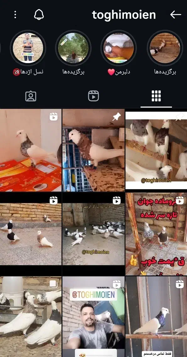 طوقی ماده|پرنده|کارون, |دیوار