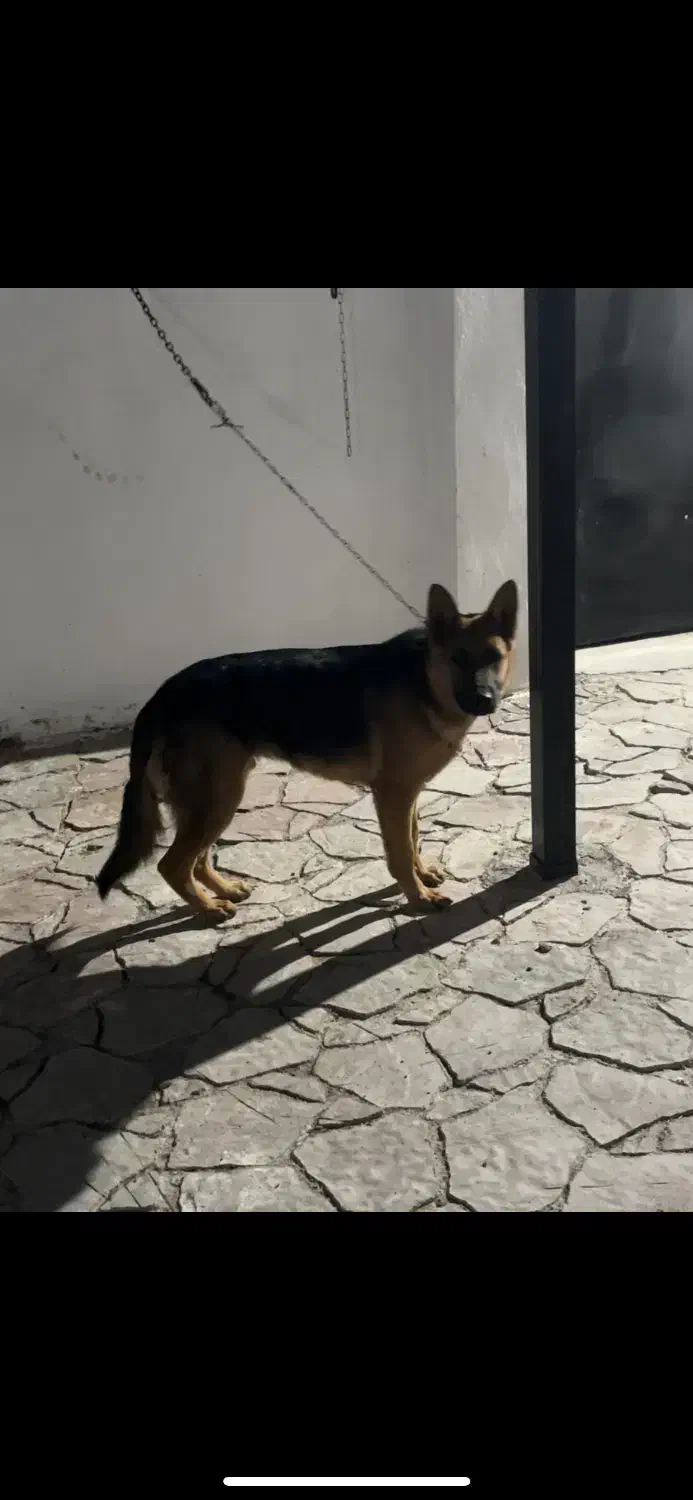 سگ ژرمن ف مناسب|سگ|اردبیل, |دیوار