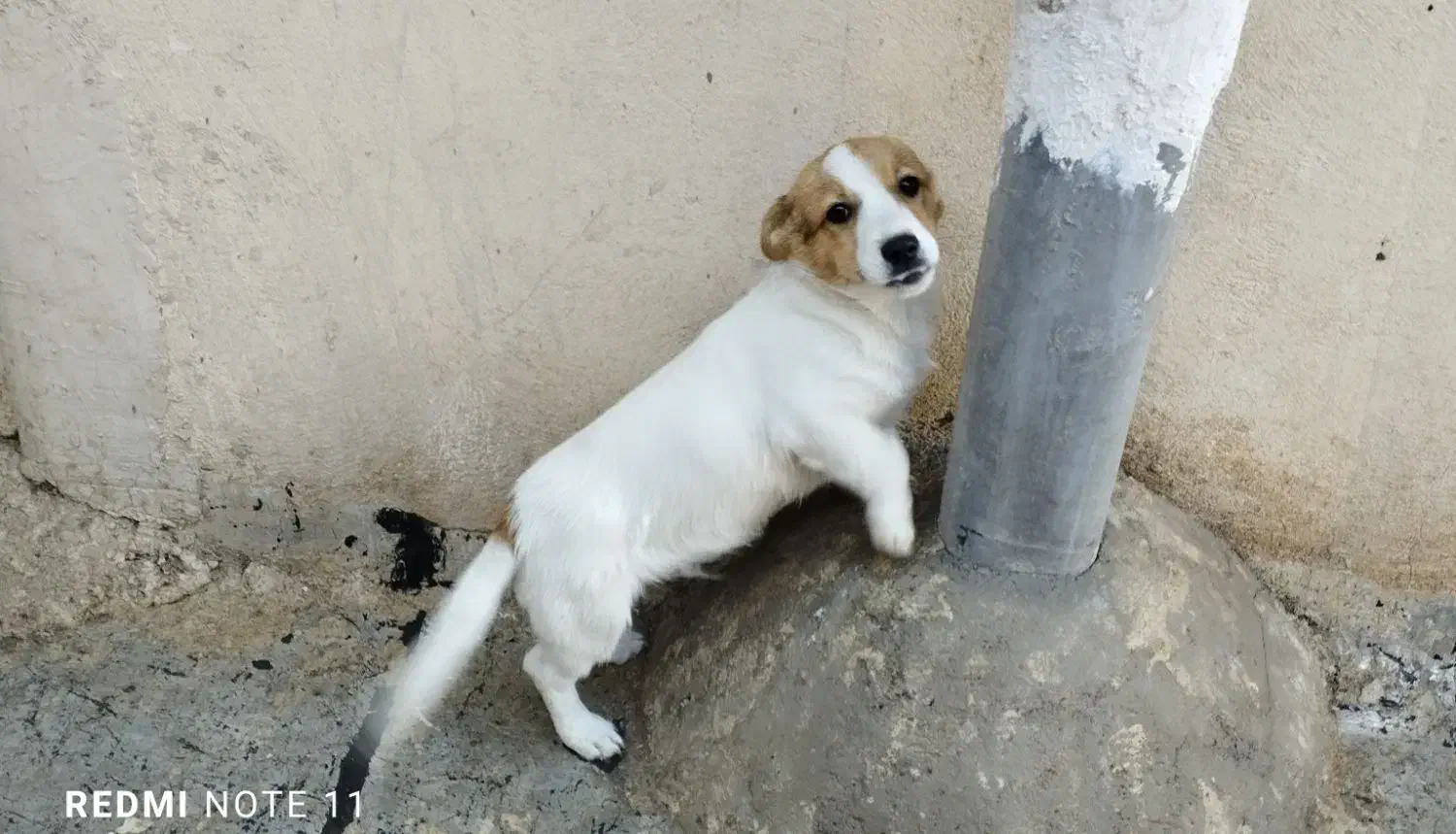 فروش توله سگ نر ۴ماهه وسترن|سگ|میانه, |دیوار