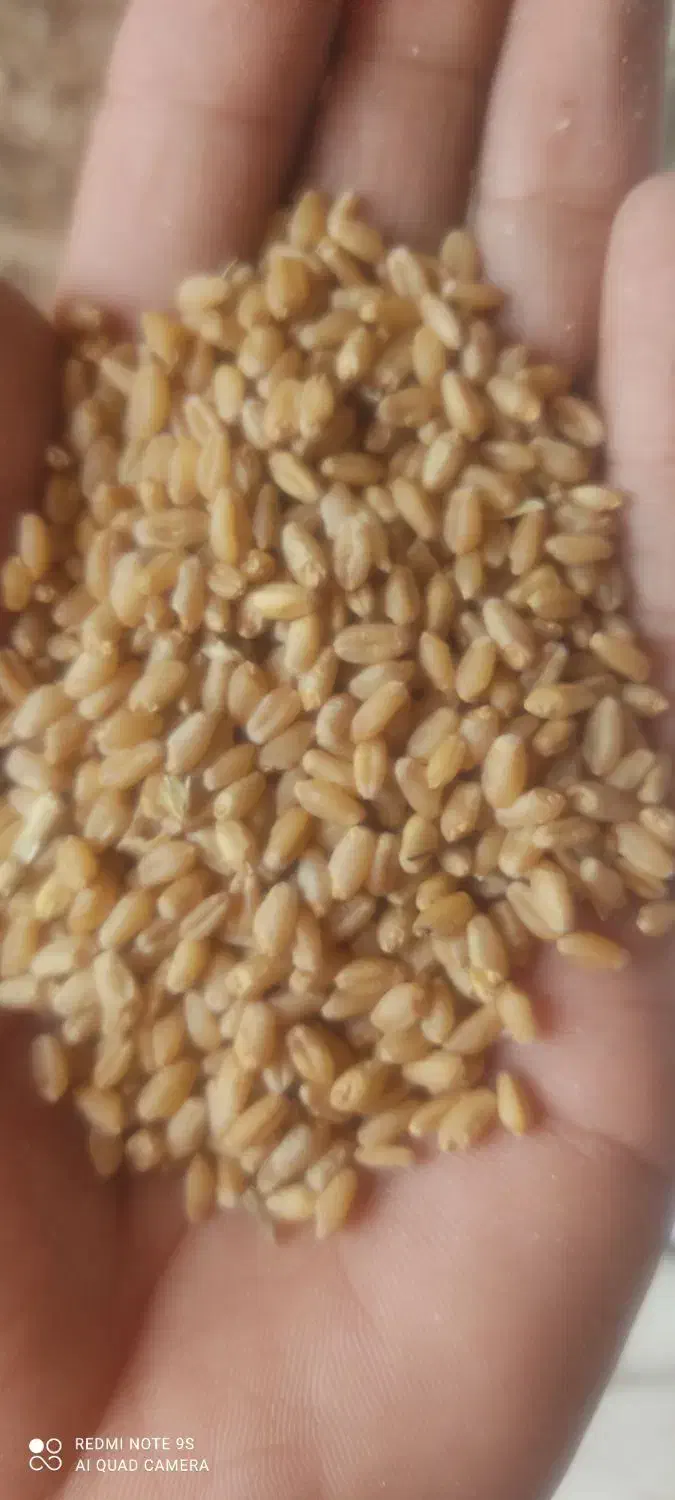 گندم ابی درجه یک 540گیلو موجود هست|خدمات باغبانی و درختکاری|چگنی, |دیوار