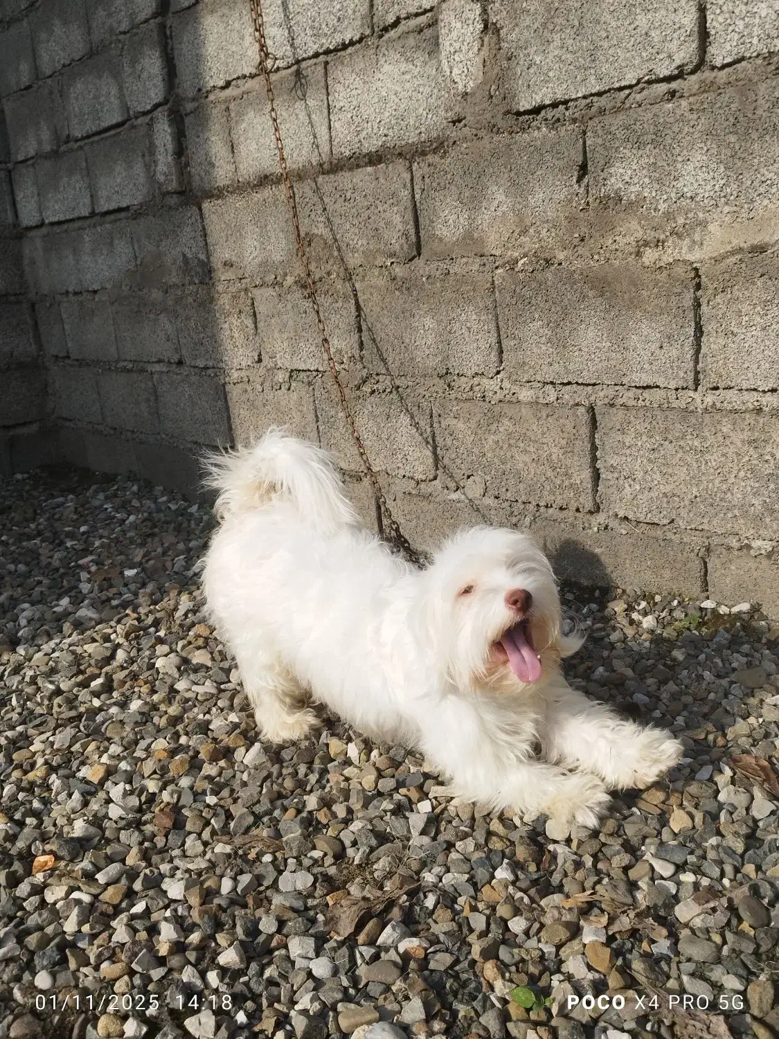 سگ پاکوتاه شیتزو.یک سالو نیمشه خوشگل و حرف گوش کن|سگ|رودسر, |دیوار