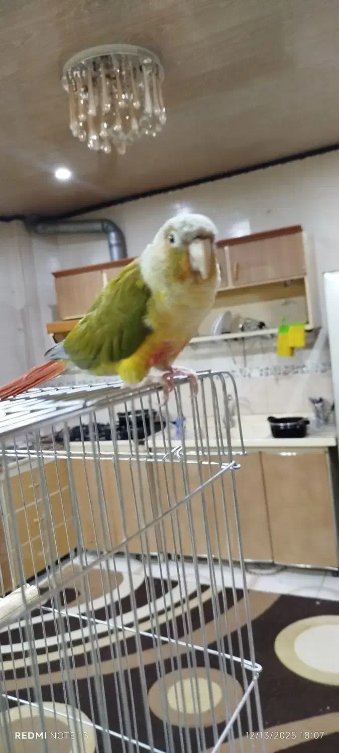 طوطی|پرنده|بانه, |دیوار