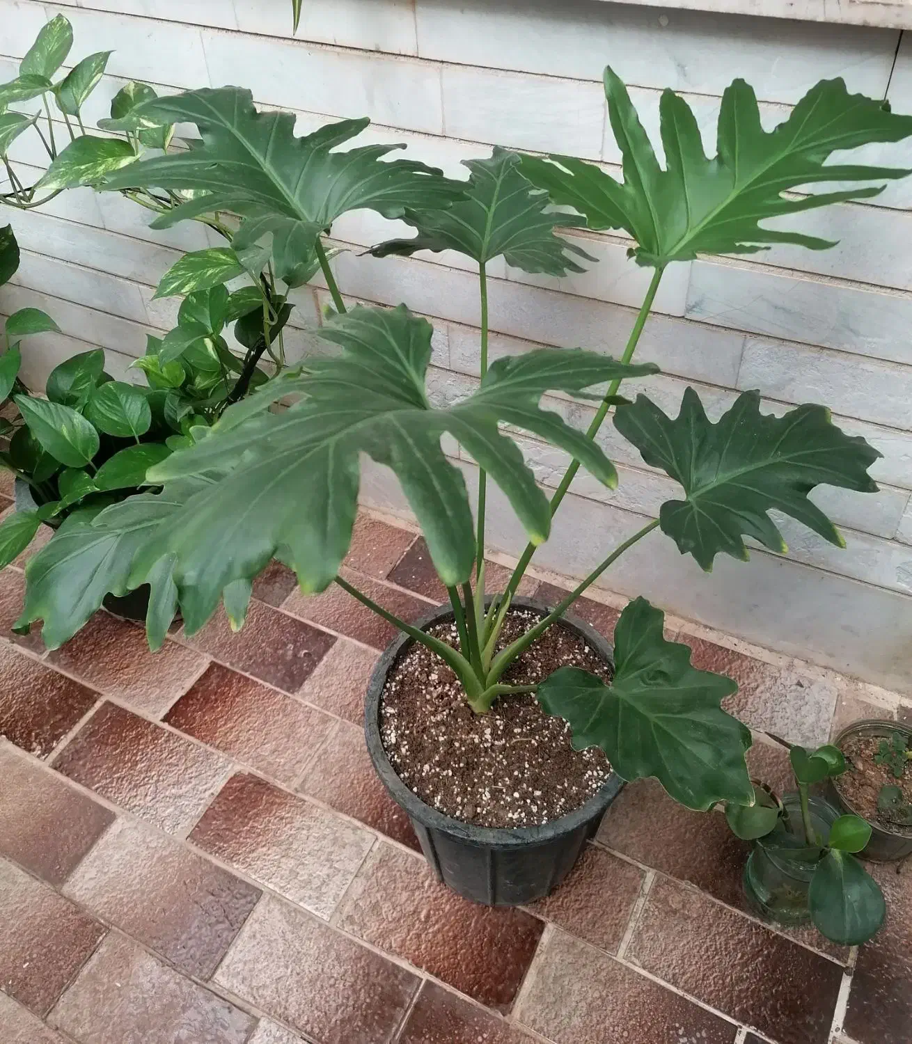 گیاه|گل و گیاه طبیعی|میبد, |دیوار