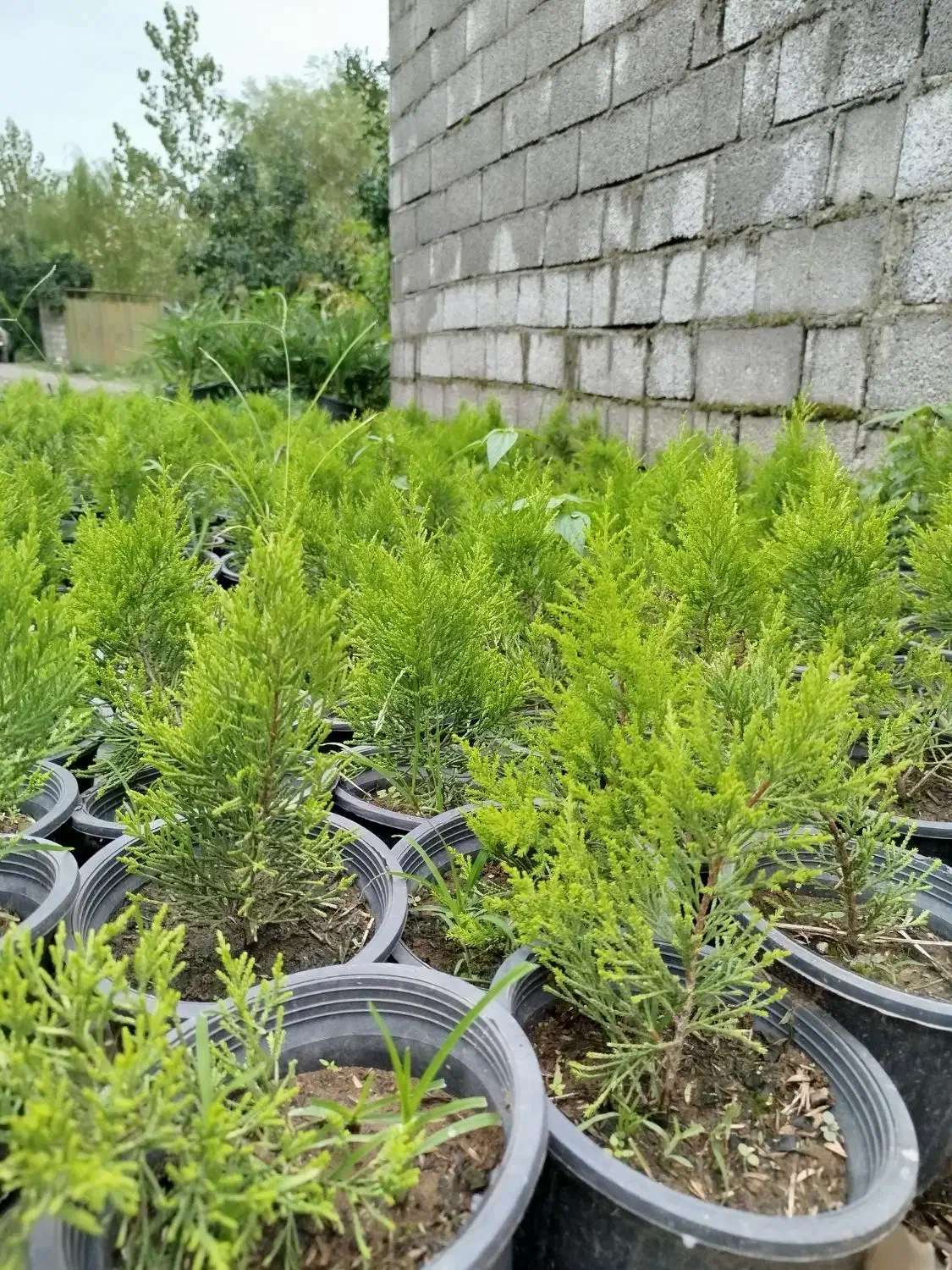 لاوسون|گل و گیاه طبیعی|کلاچای, |دیوار