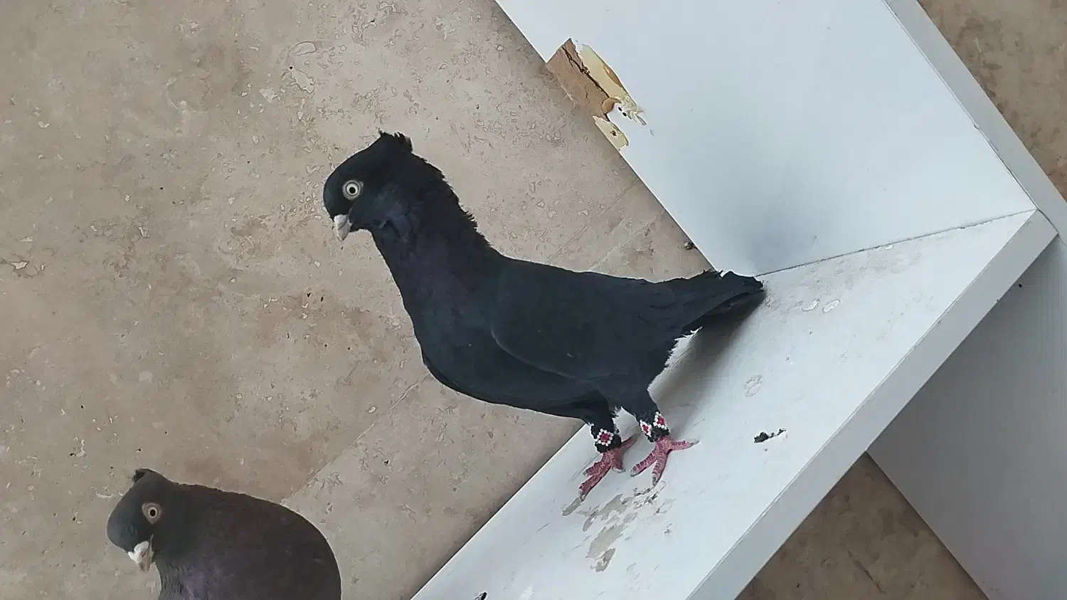 کبوتر چشم و نوک سفید|پرنده|میاندوآب, |دیوار