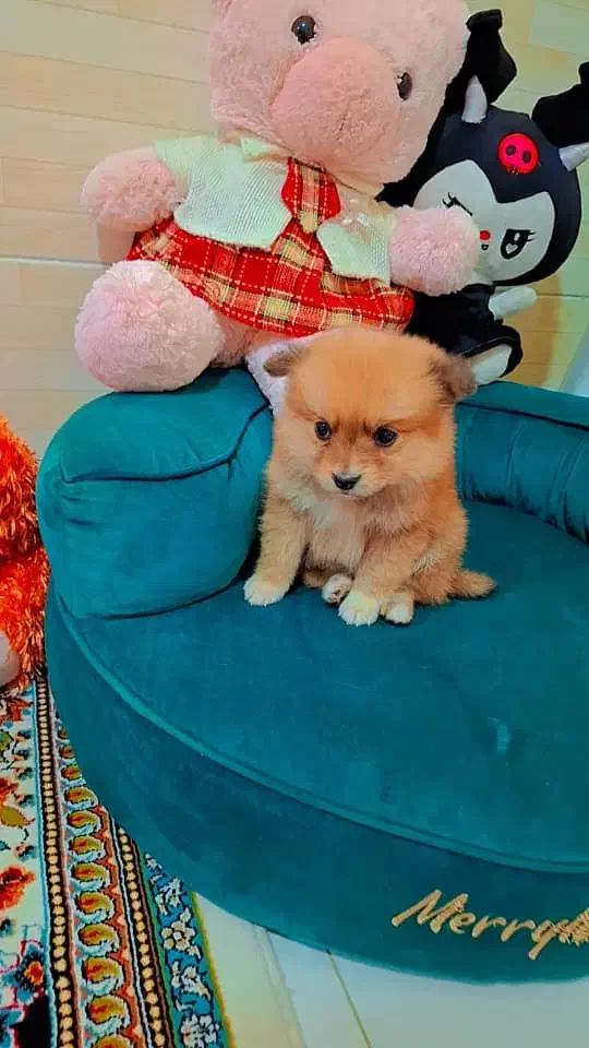 پامر خرسی عروسکی|سگ|رشت, دیانتی|دیوار