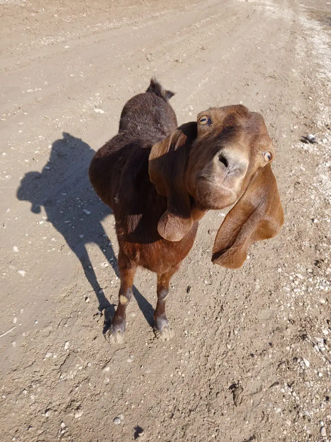 بُز چاق|حیوانات مزرعه|سیدآباد, |دیوار