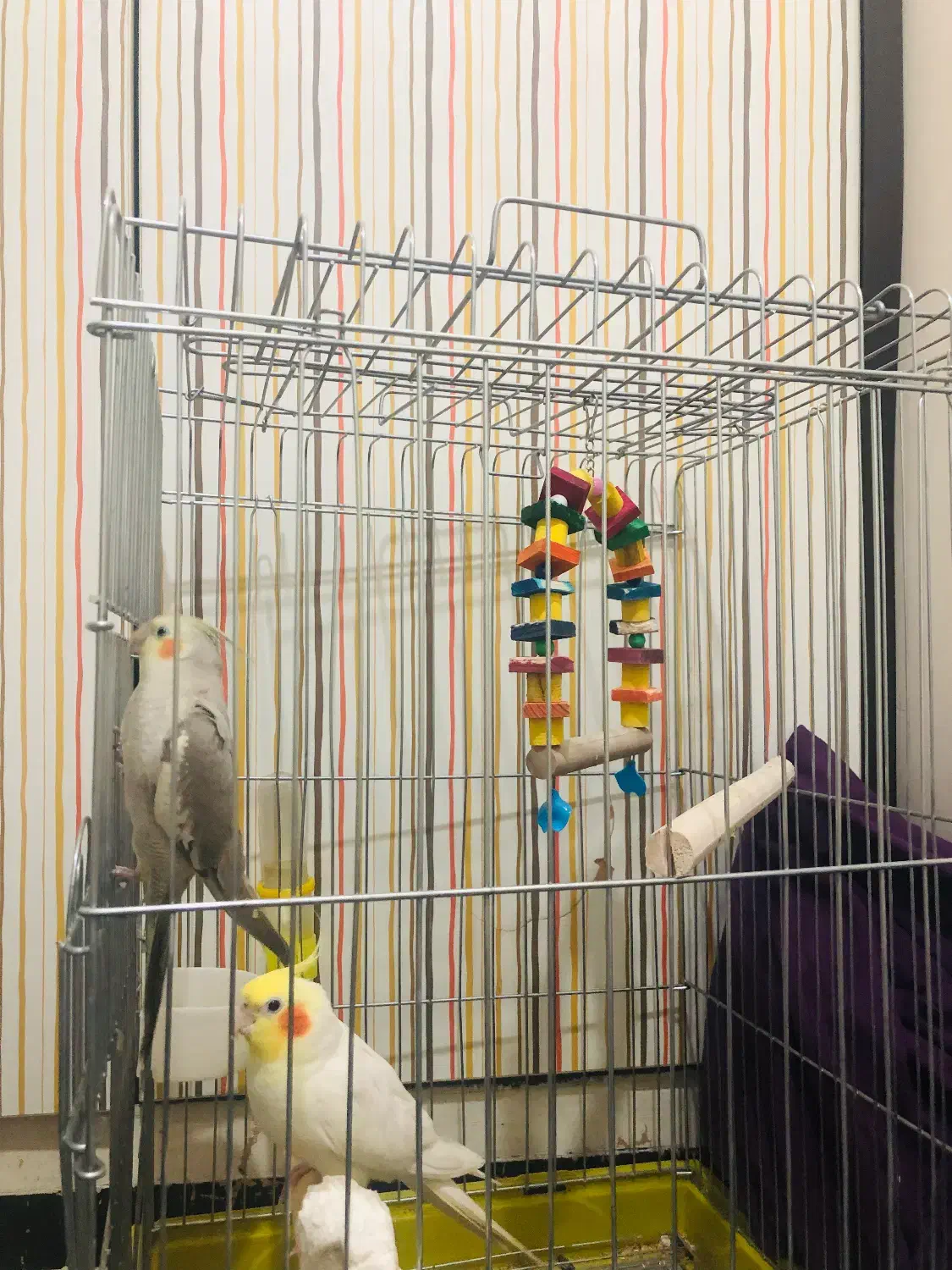 عروس هلندی|پرنده|بندر امام خمینی, |دیوار