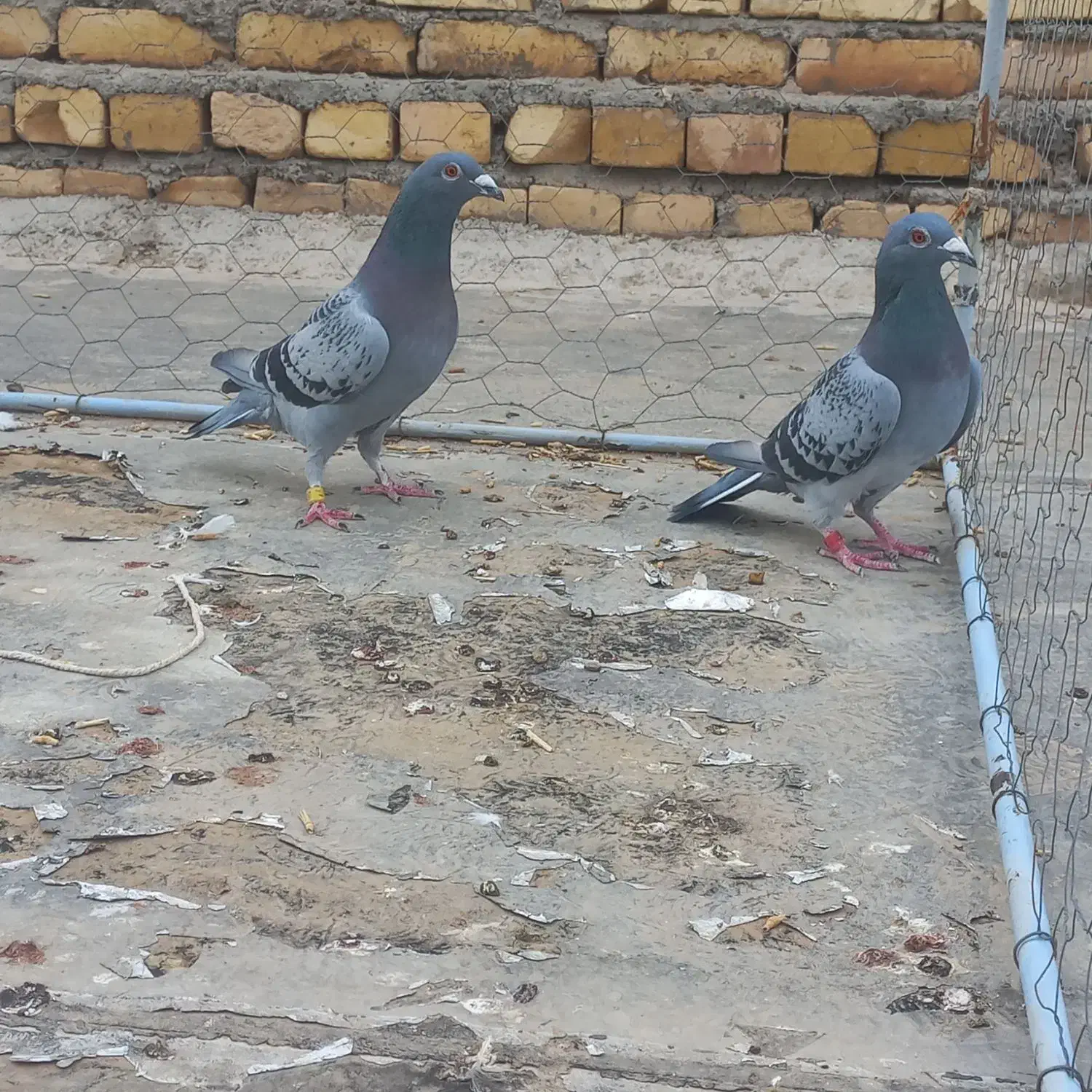 دوتا کبوتر پلاکی ماده|پرنده|اسفرورین, |دیوار