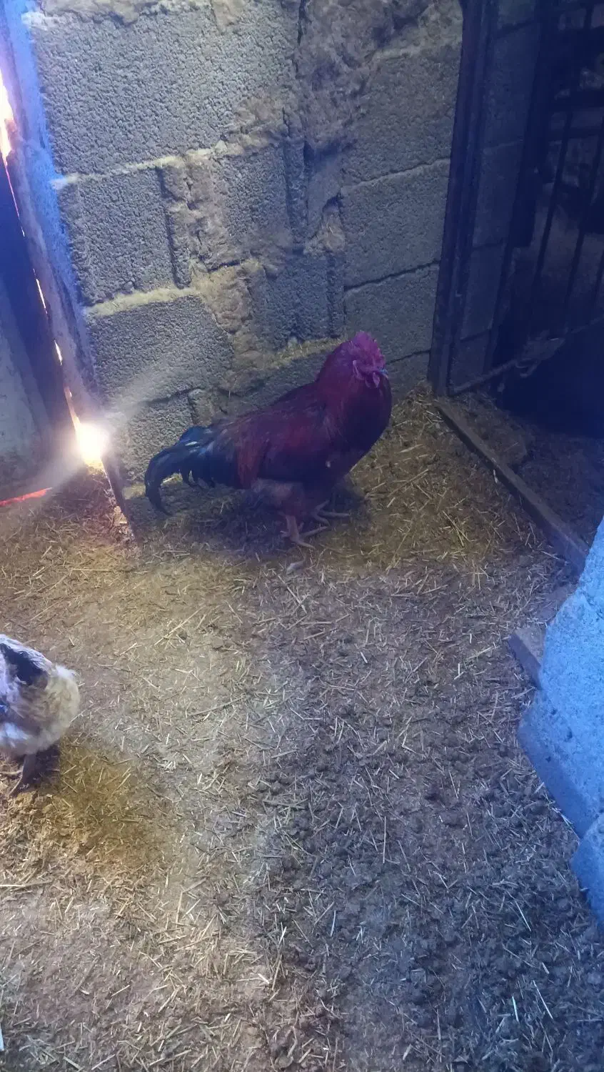 خروس مرغ|حیوانات مزرعه|دهگلان, |دیوار