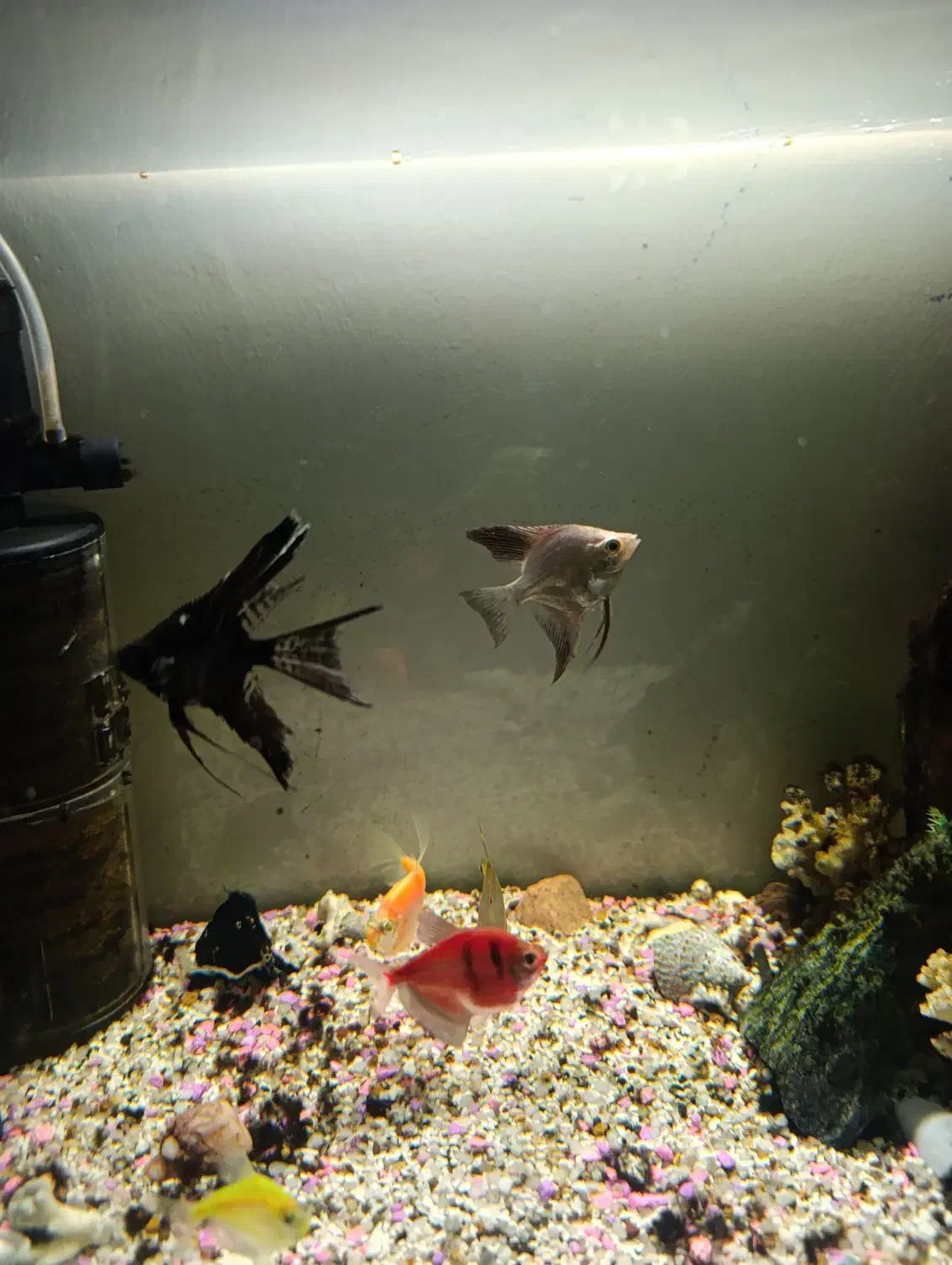 آکواریوم  شیشه خم|ماهی|مشهد, امیر المومنین|دیوار