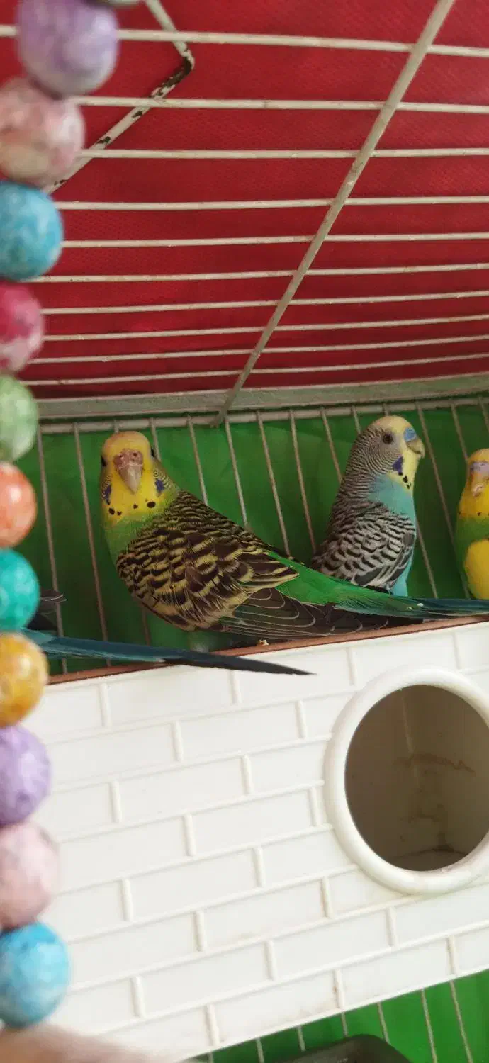 قناری|پرنده|مشهد, کارمندان دوم|دیوار