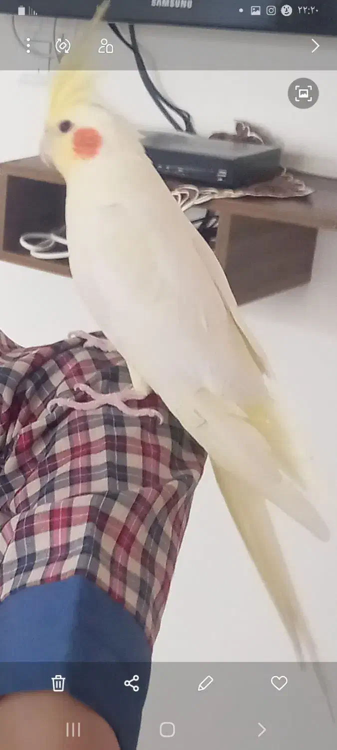 عروس هلندی|پرنده|بیجار, |دیوار