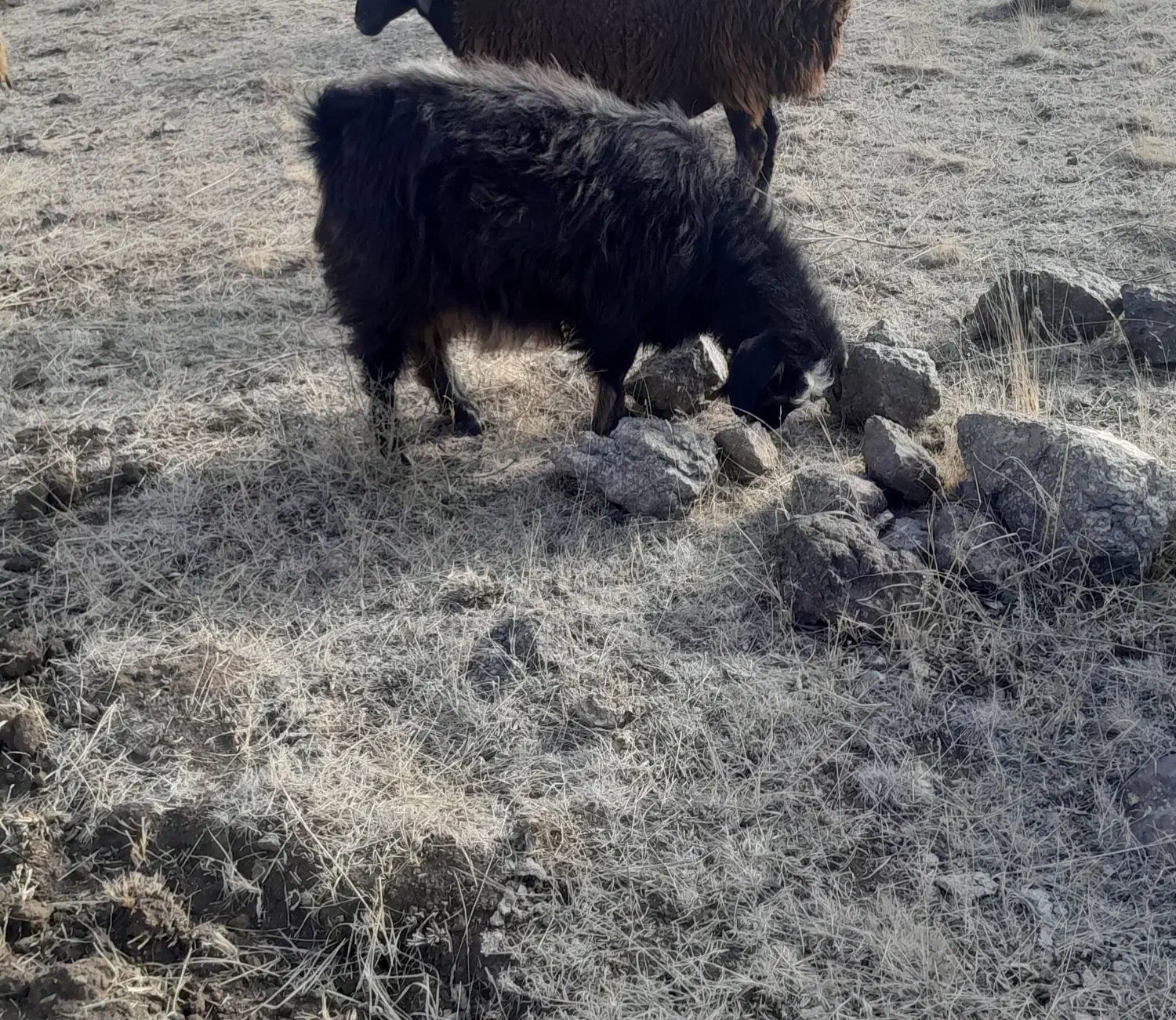 بز آبستن|حیوانات مزرعه|هیر, |دیوار