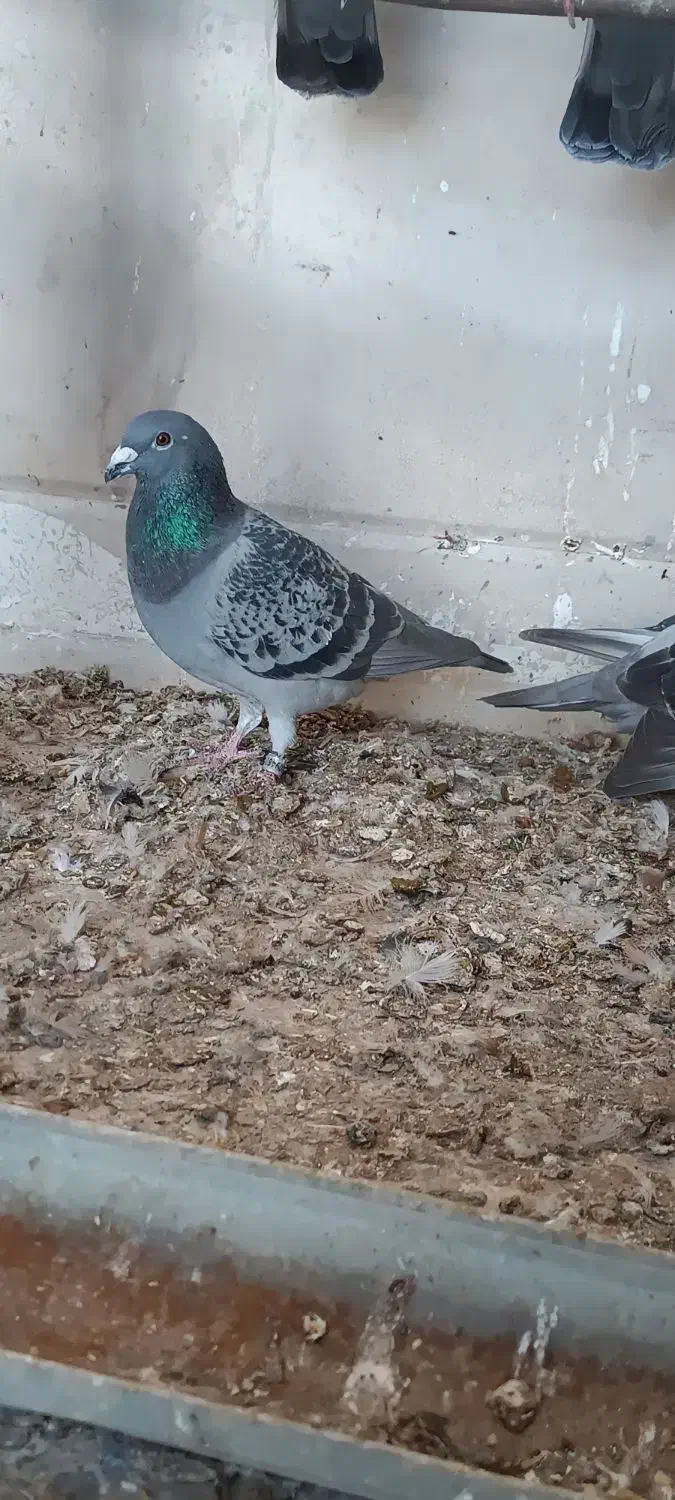 پلاکی|حیوانات|شوشتر, |دیوار