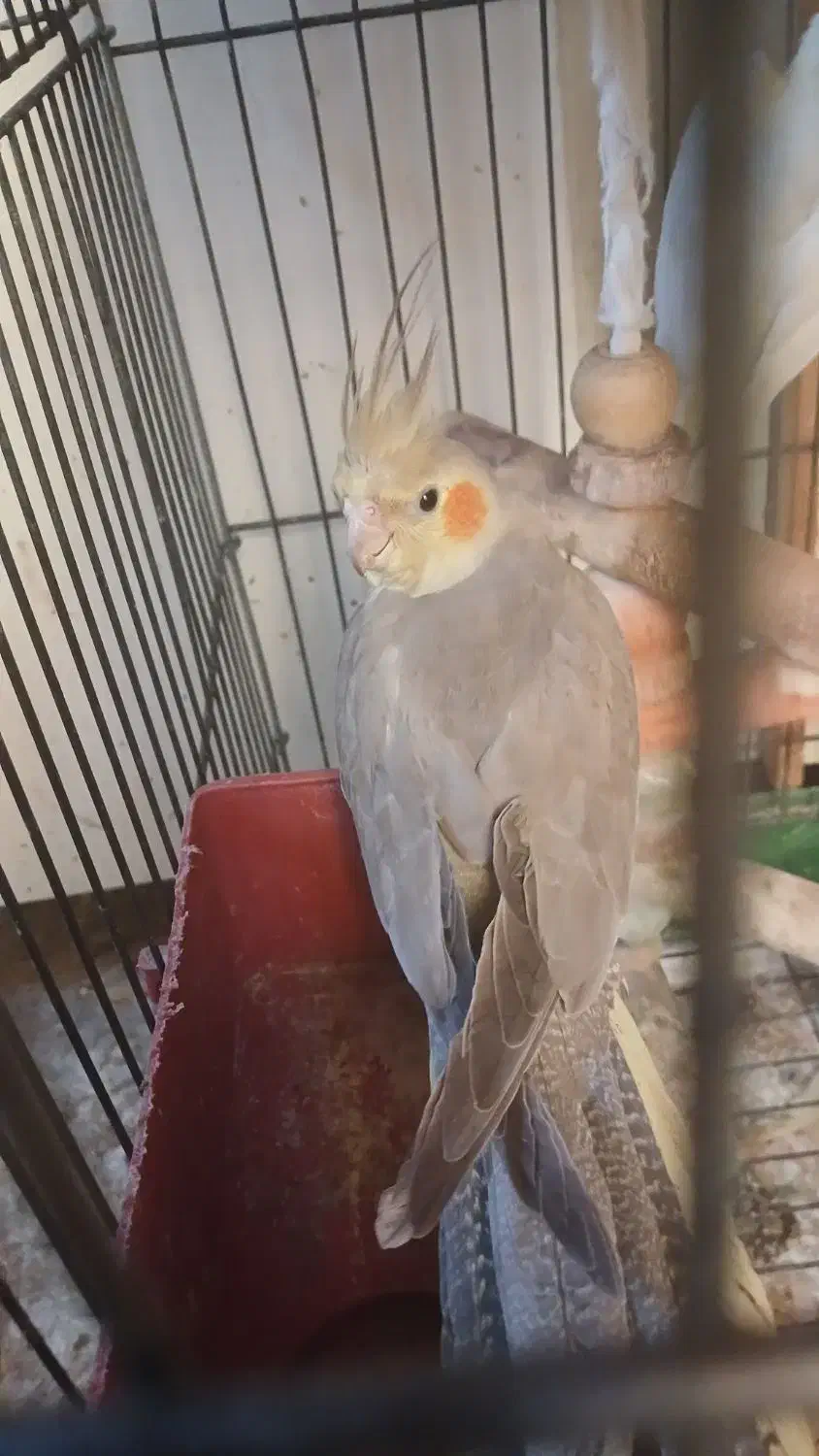 عروس پاریس یا هلندی|پرنده|اهواز, سلطانمنش|دیوار