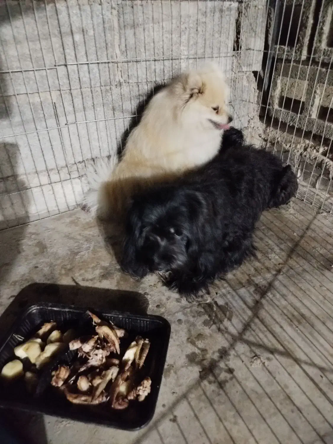 فروشی|سگ|بندرعباس, |دیوار