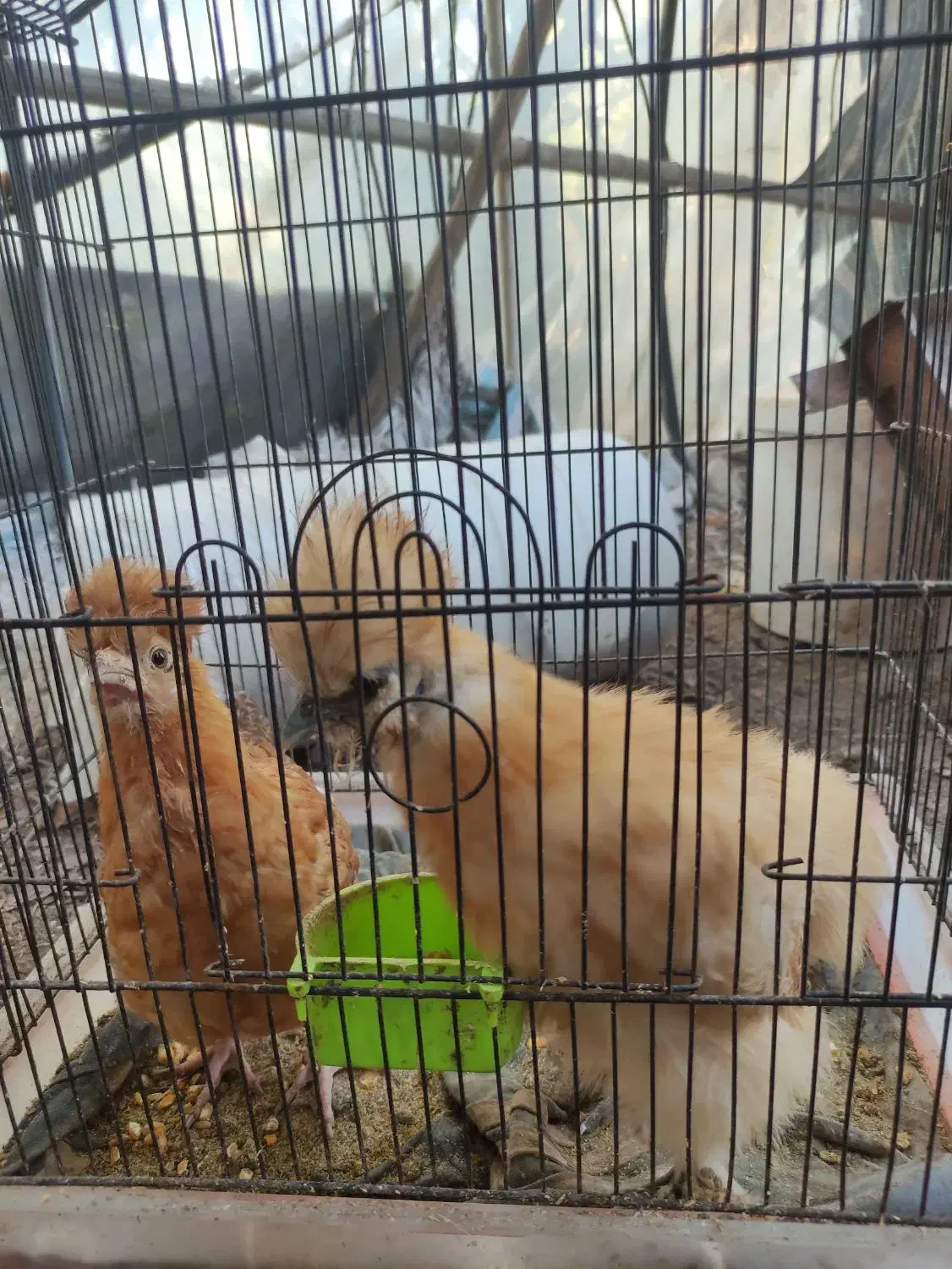 ابریشمی|حیوانات مزرعه|رودبنه, |دیوار