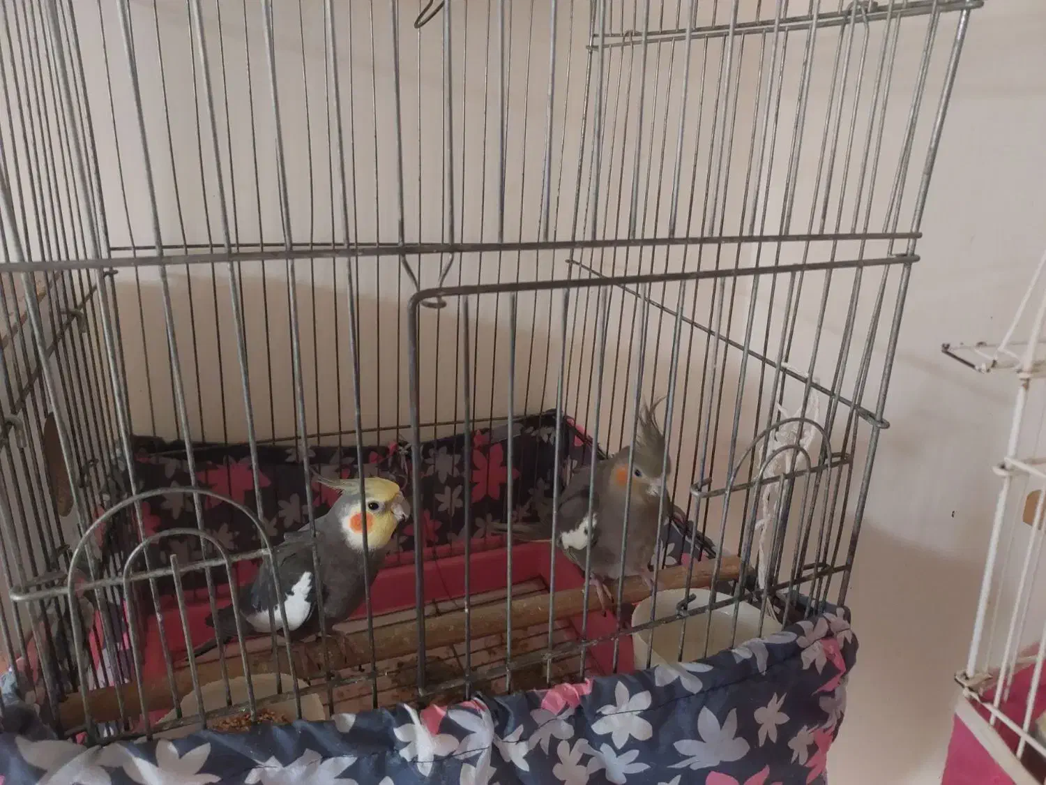 عروس هندی|پرنده|اهر, |دیوار