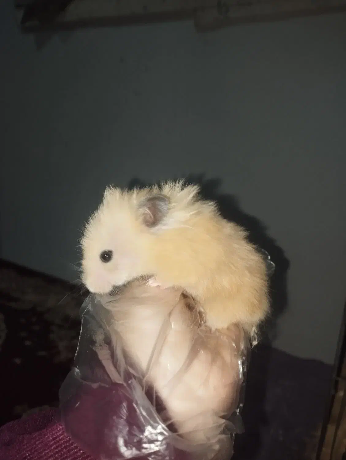 همستر|موش و خرگوش|بجنورد, |دیوار