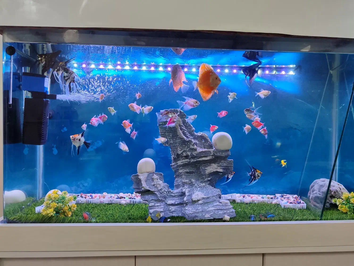 ماهی دیسکس وآنجل وکالر|ماهی|محمدشهر, محمدشهر|دیوار