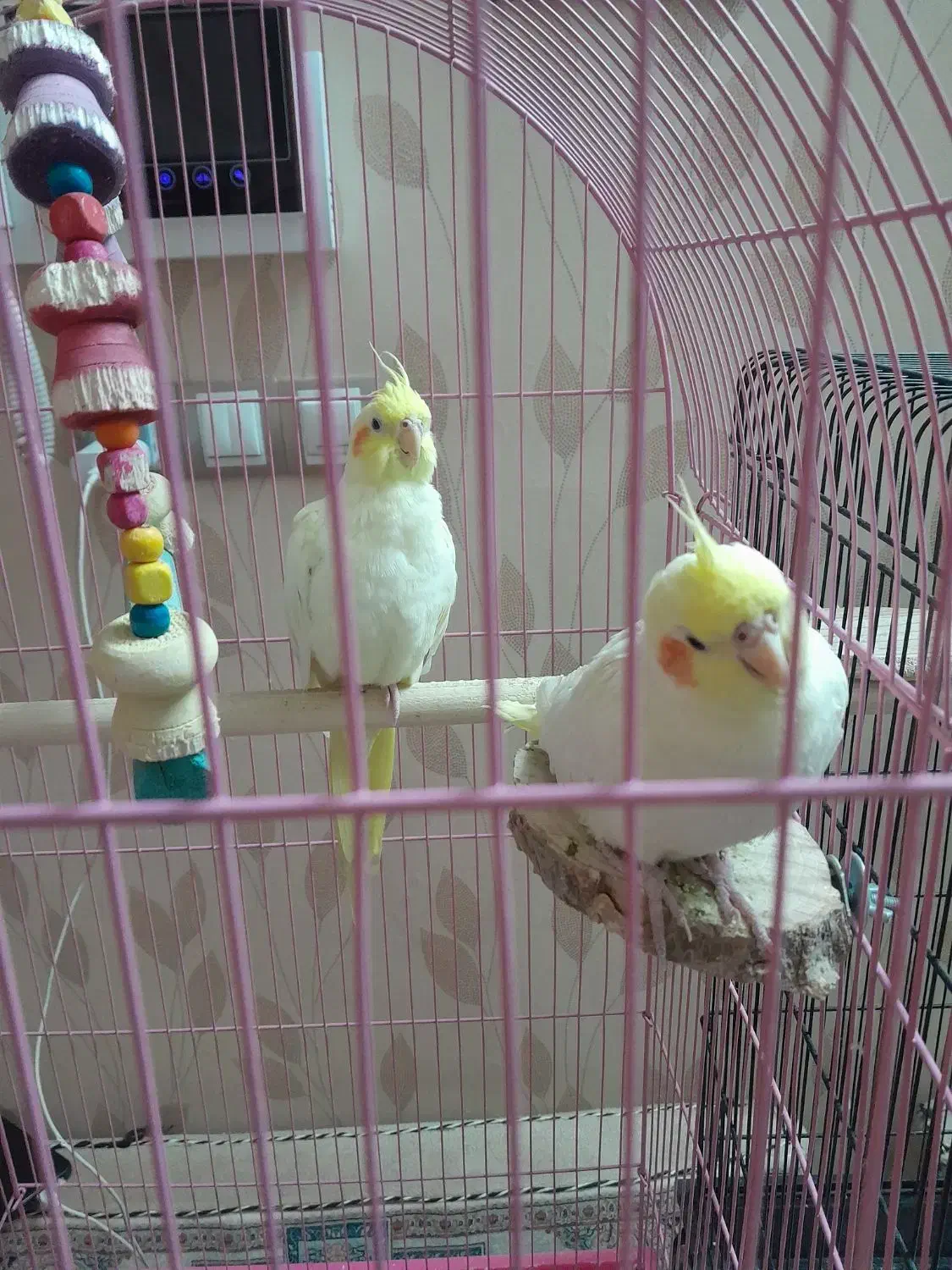 عروس هلندی|پرنده|قم, هنرستان|دیوار