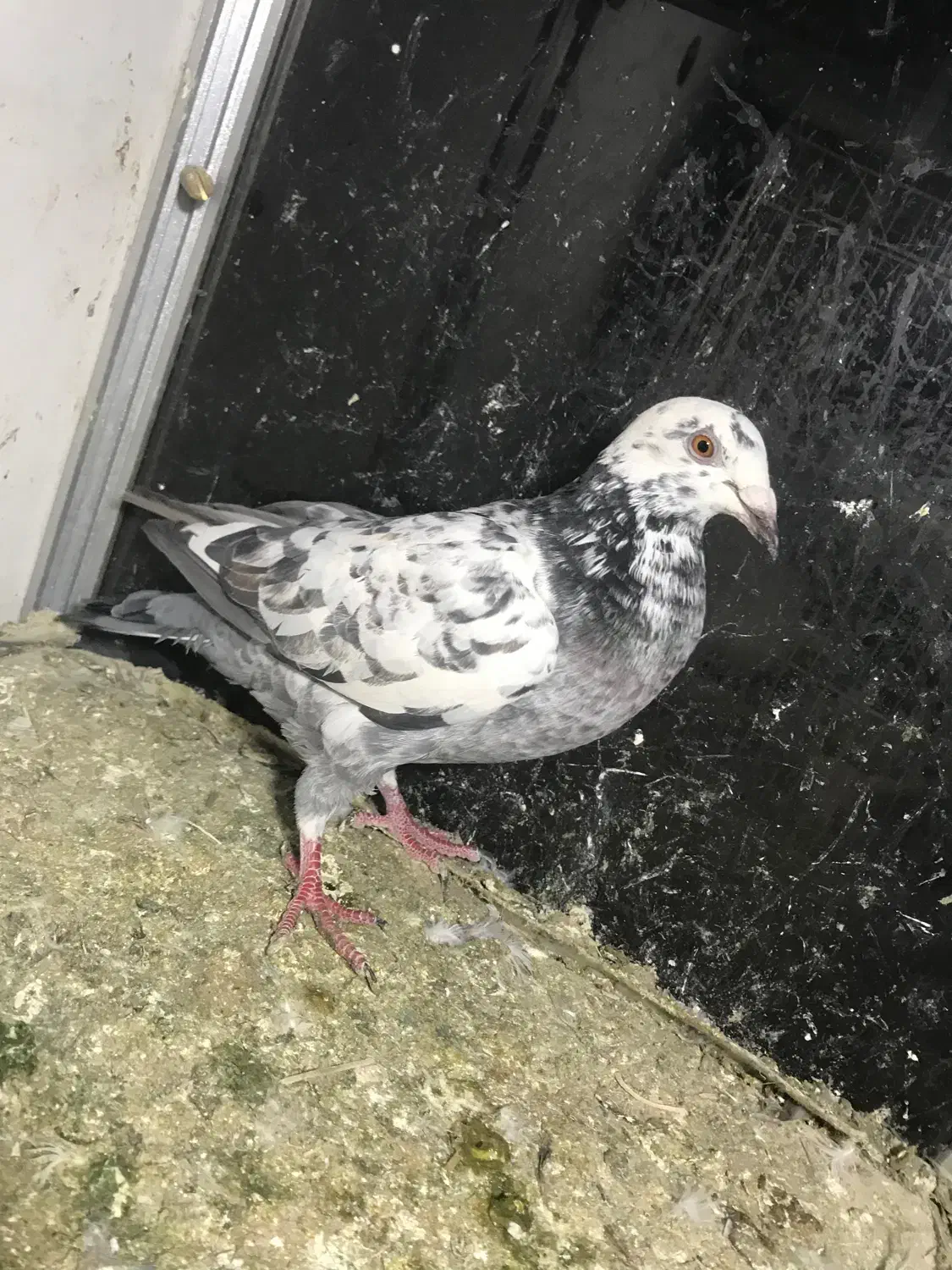 کفتر|پرنده|نیشابور, شهید بهشتی|دیوار