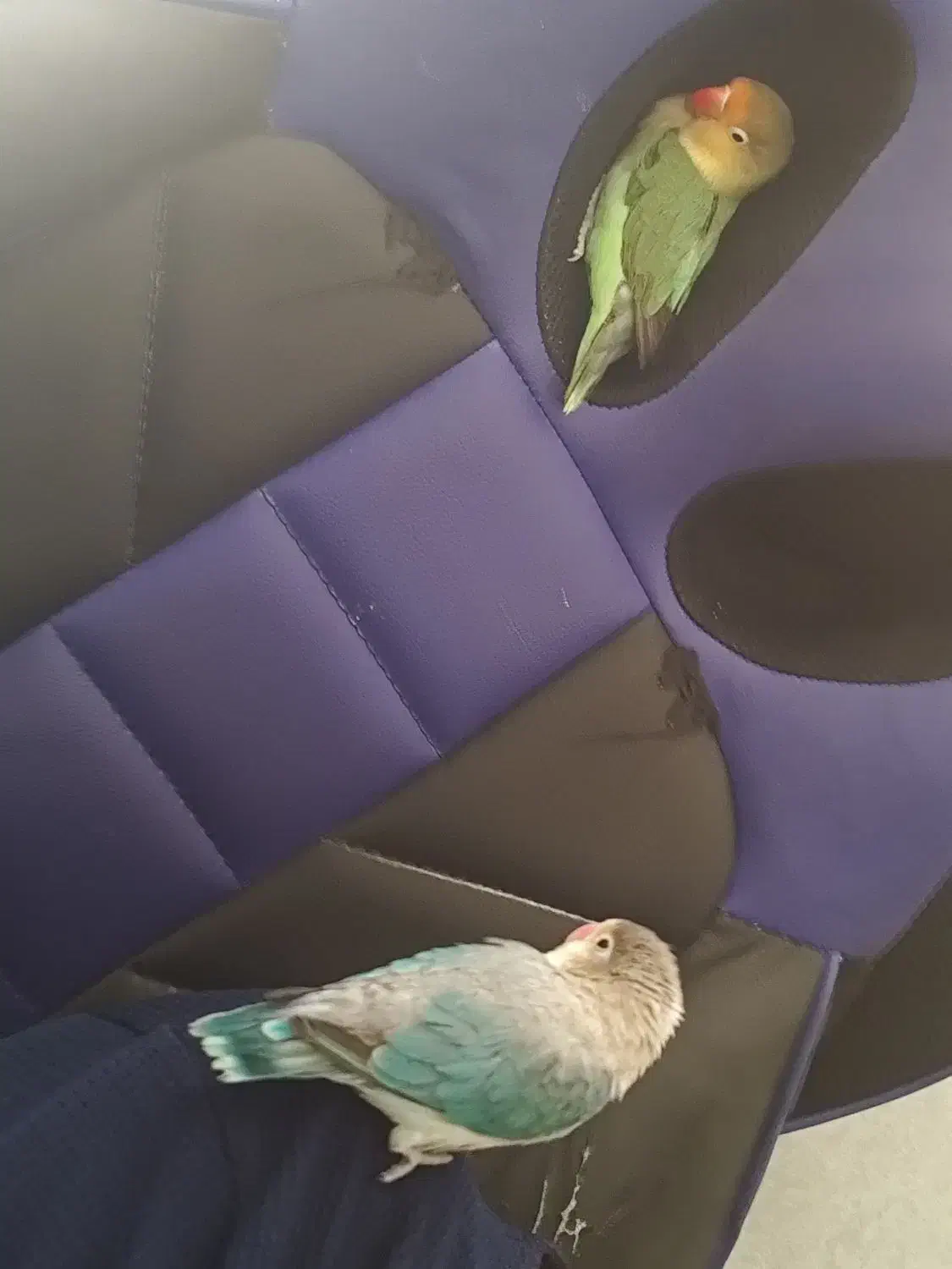 طوطی برزیلی|پرنده|شیراز, کوشک میدان|دیوار