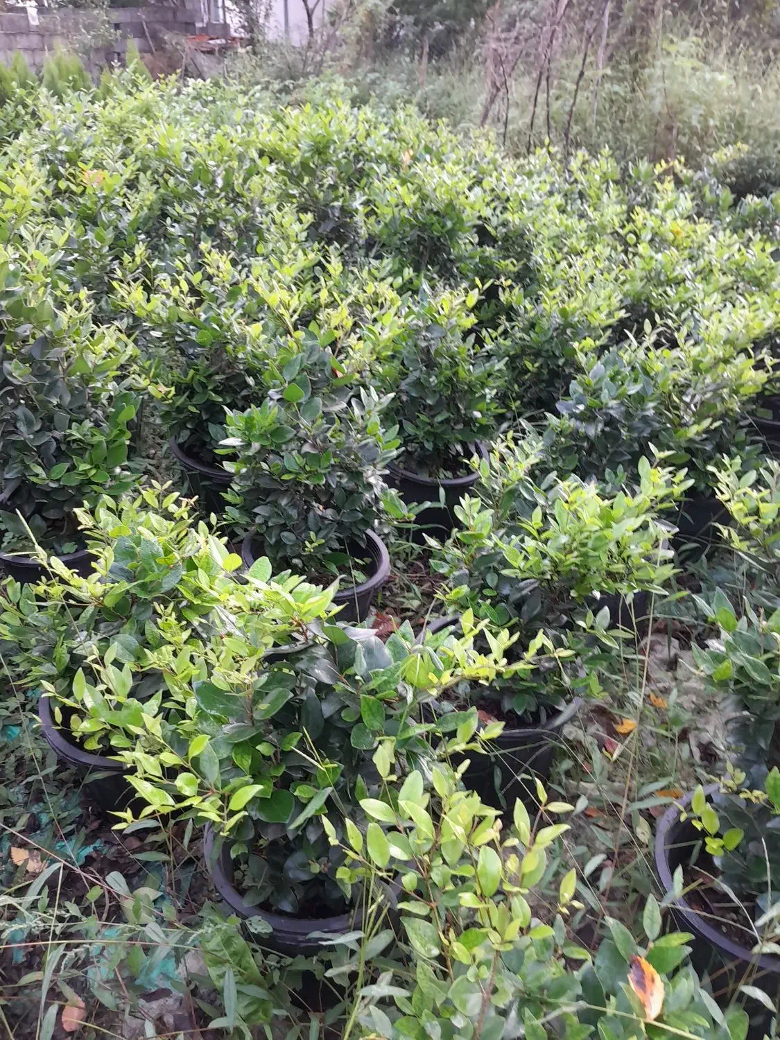 فروش یاس هلندی گلدان 10|گل و گیاه طبیعی|رحیم‌آباد, |دیوار