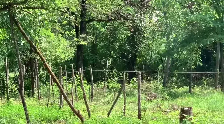 فروش ۸۰۰ متر زمین با مجوز ساخت و سوییت ۴۰ متری|فروش زمین و ملک کلنگی|سیاهکل, |دیوار