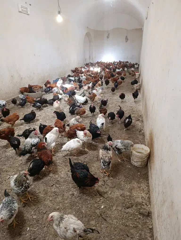 مرغ|حیوانات مزرعه|تفت, |دیوار