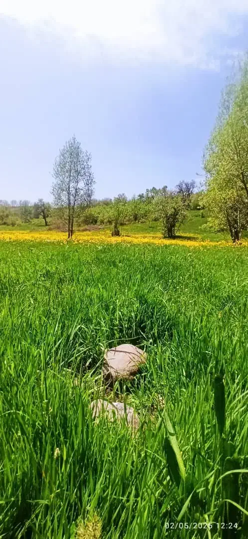 قطعه زمین 500 متری قوم تپه یولی|فروش زمین و ملک کلنگی|صوفیان, |دیوار