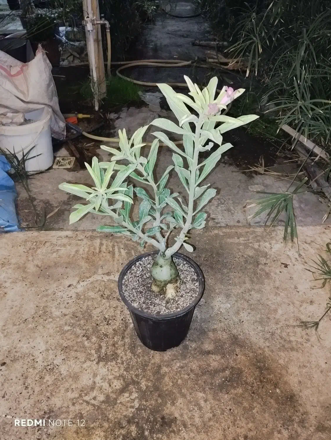 گل آدنیوم بزرگ|گل و گیاه طبیعی|کرمانشاه, |دیوار