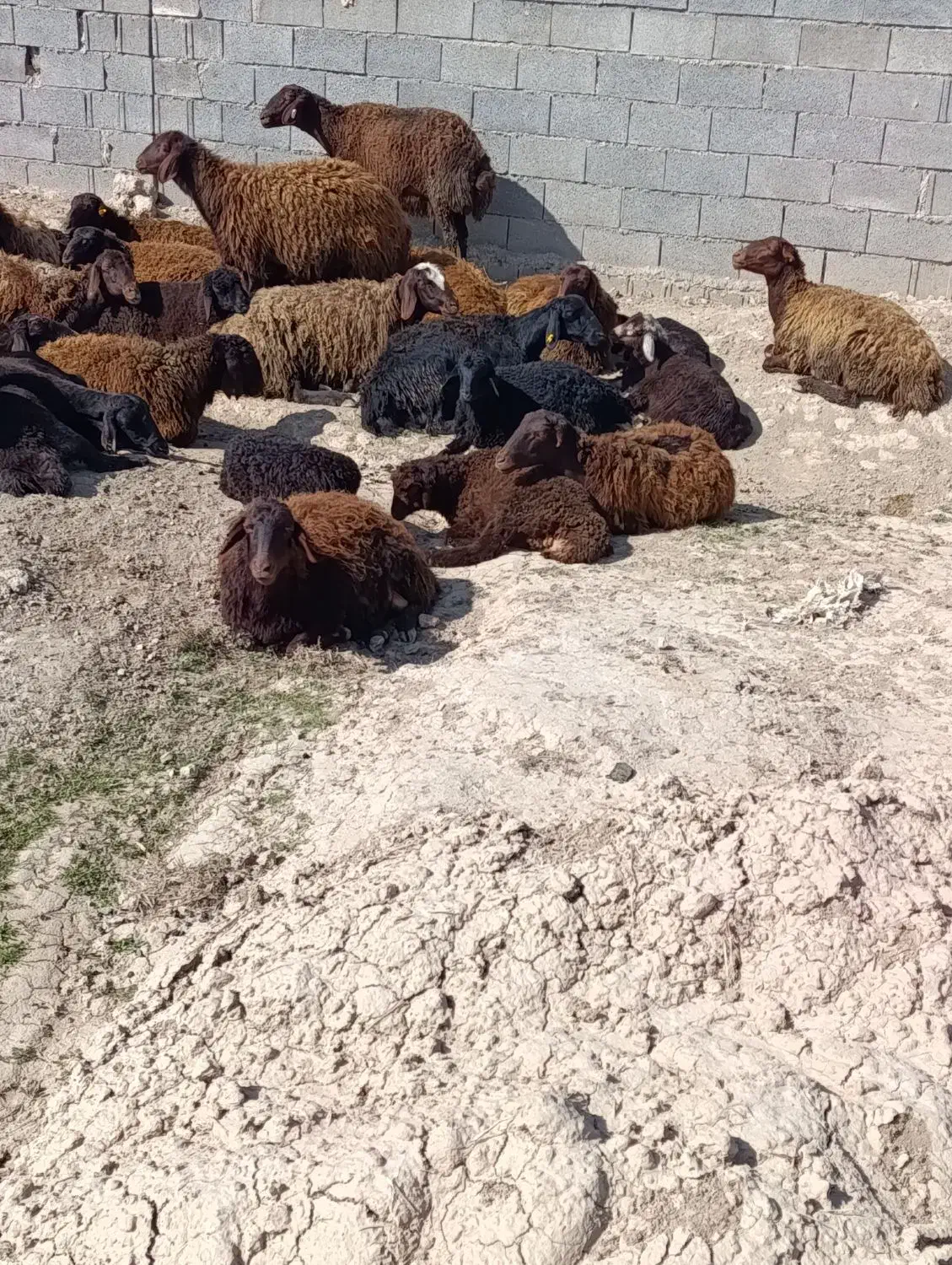 14تا میش|حیوانات مزرعه|فیروزه, |دیوار