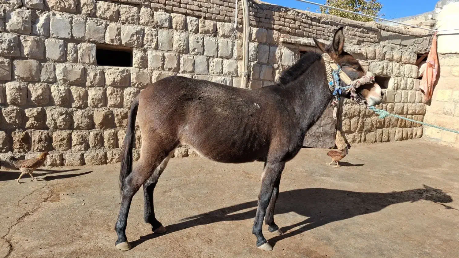 قاطر|حیوانات مزرعه|کوهدشت, |دیوار
