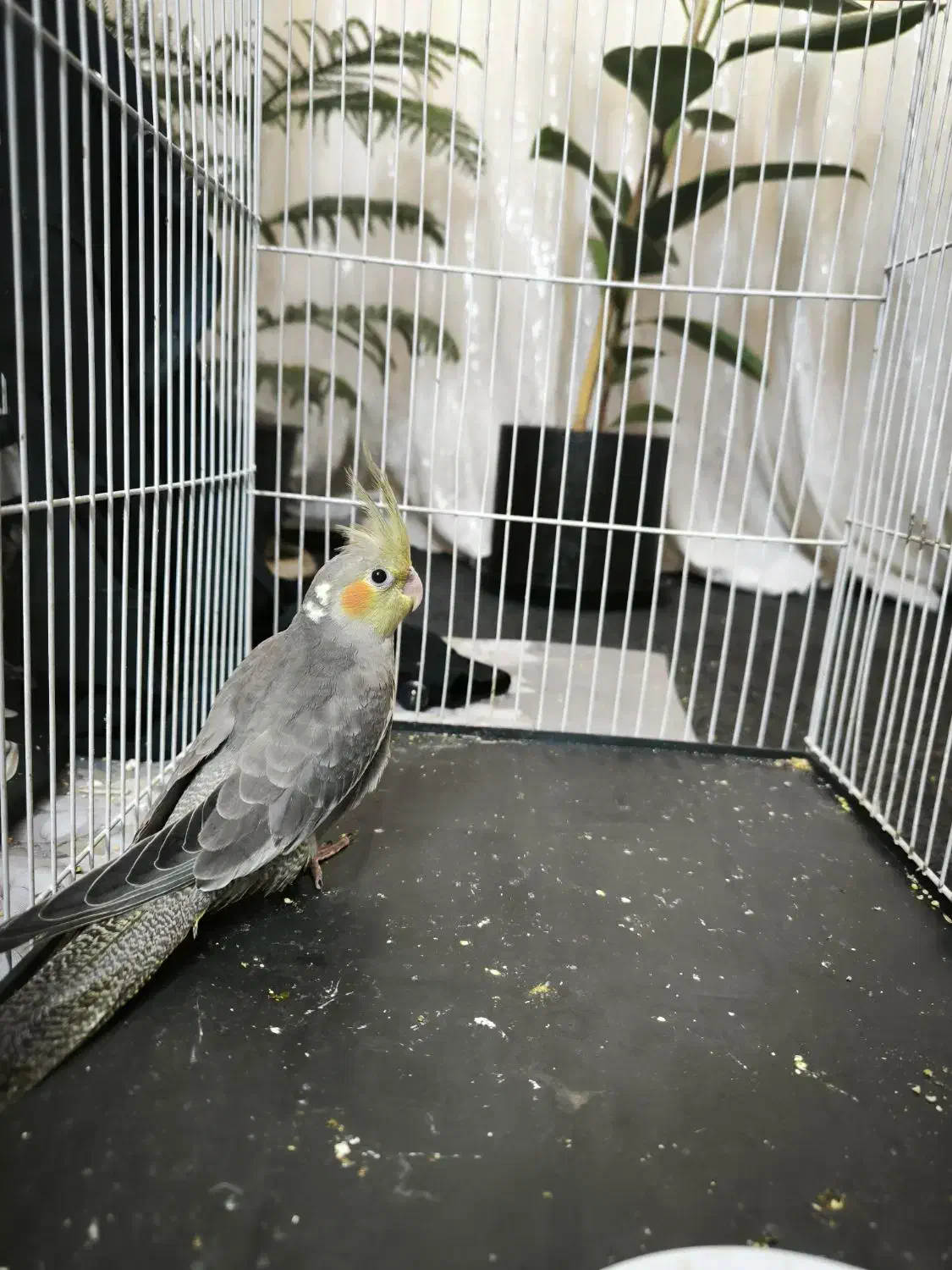 عروس هلندی|پرنده|مشهد, فاطمیه|دیوار