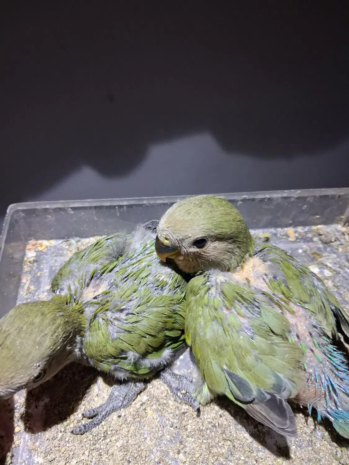 طوطی برزیلی|پرنده|شیراز, کوشک میدان|دیوار