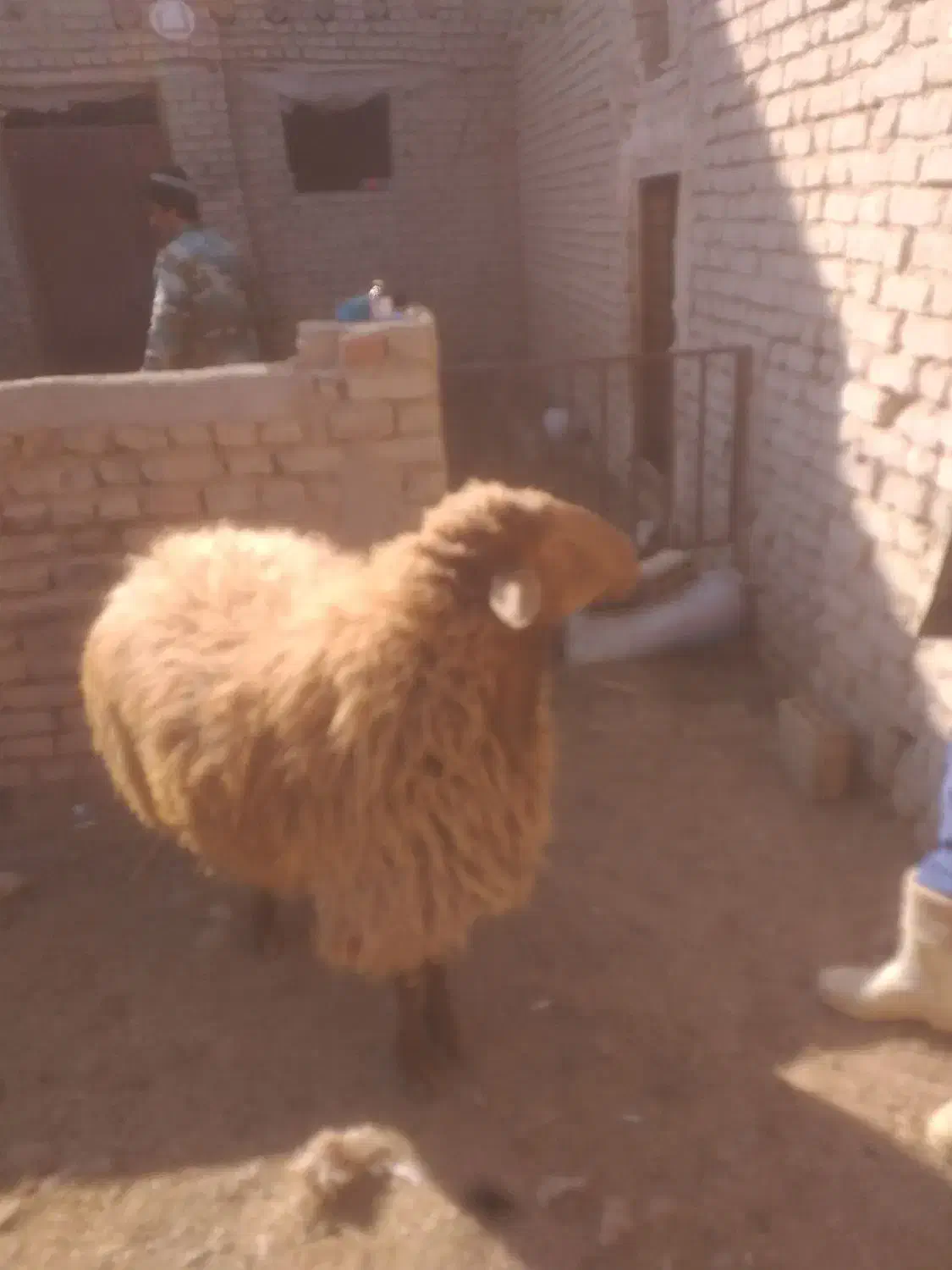 فروش قوچ هترو|حیوانات مزرعه|اسفراین, |دیوار